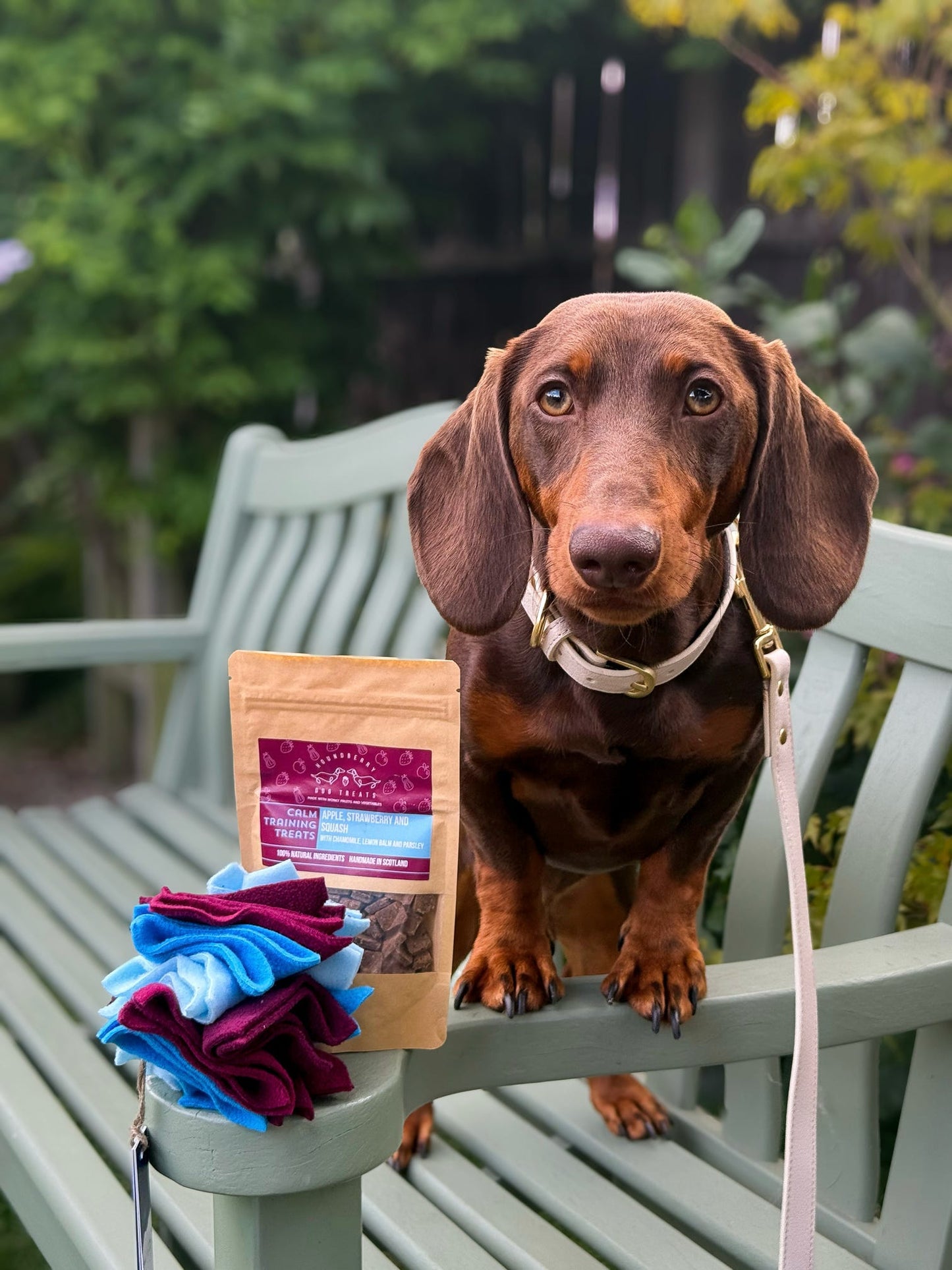 Chocolate dachshund beside a Houndberry Calming Treat Gift Set with a Nova Zeal small scruffle ball on a garden bench, promoting dog enrichment and reward-based play.