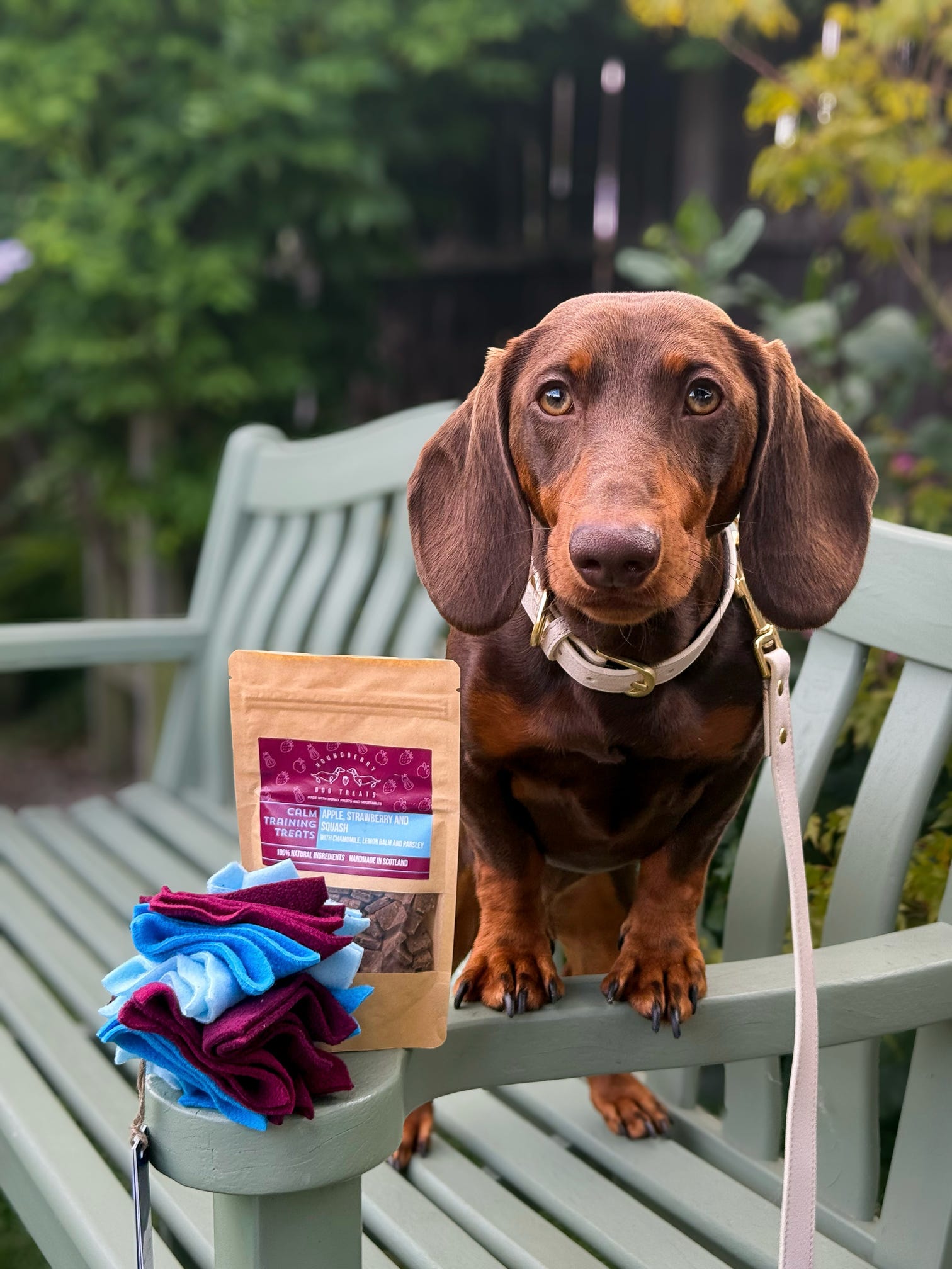 Chocolate dachshund beside a Houndberry Calming Treat Gift Set with a Nova Zeal small scruffle ball on a garden bench, promoting dog enrichment and reward-based play.