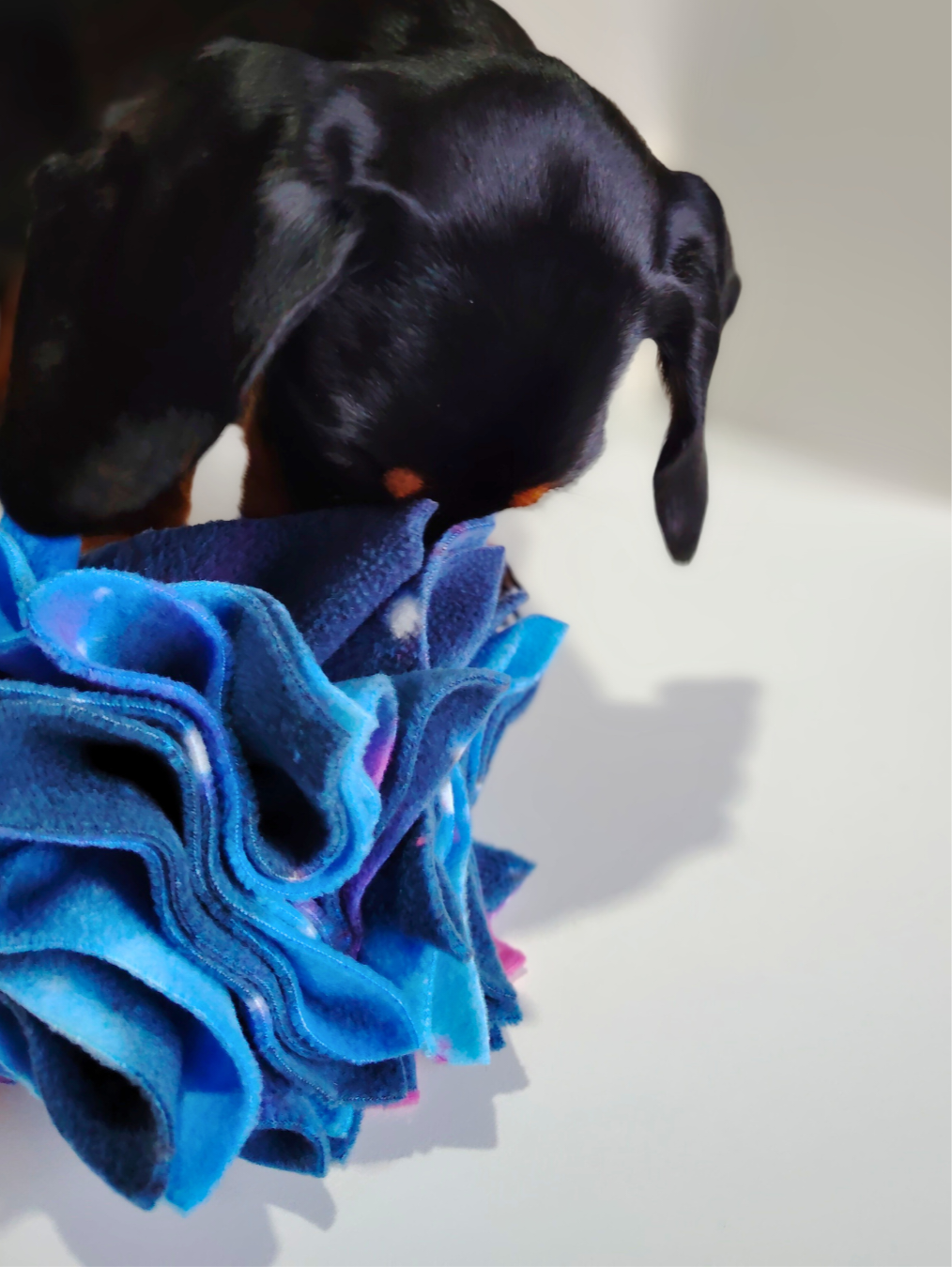 Black dog playing with a blue fleece snuffle ball toy on a white surface