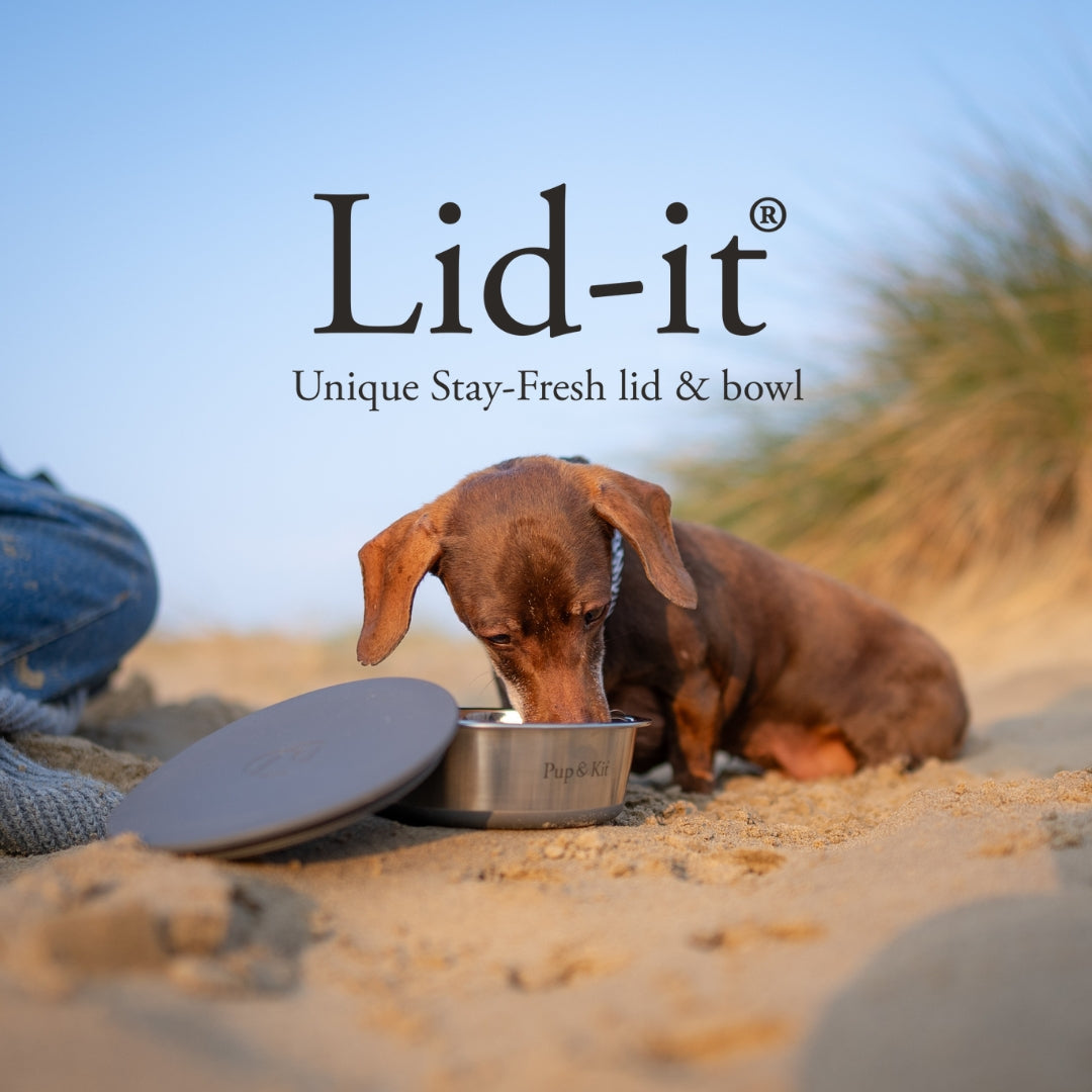 Dachshund eating from Pup & Kit Lid-it stainless steel pet bowl with stay-fresh lid on sandy beach, showcasing portable and airtight design.