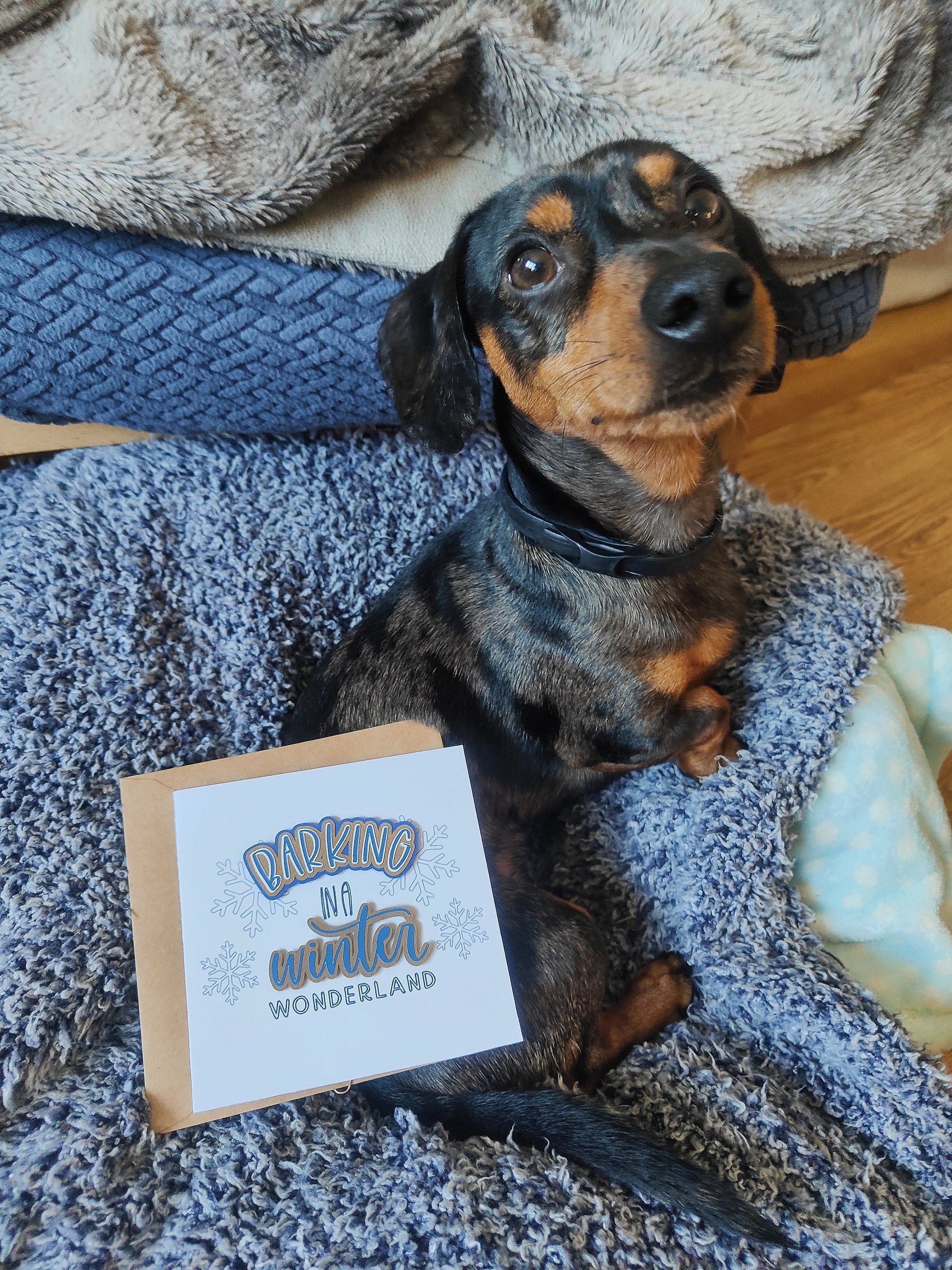 Small dog lying on a textured blanket with a 'Barking in a Winter Wonderland' card.