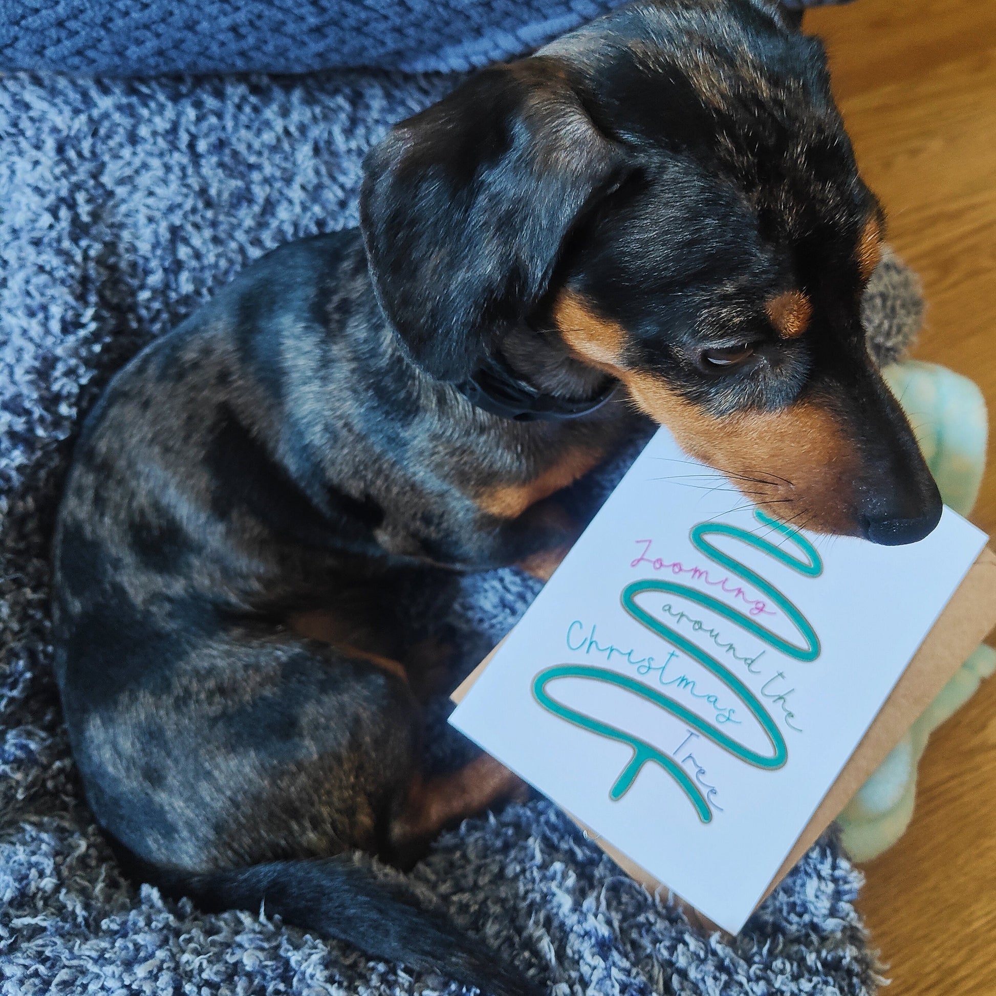 Small black and brown dog holding a Christmas card on a carpeted floor.