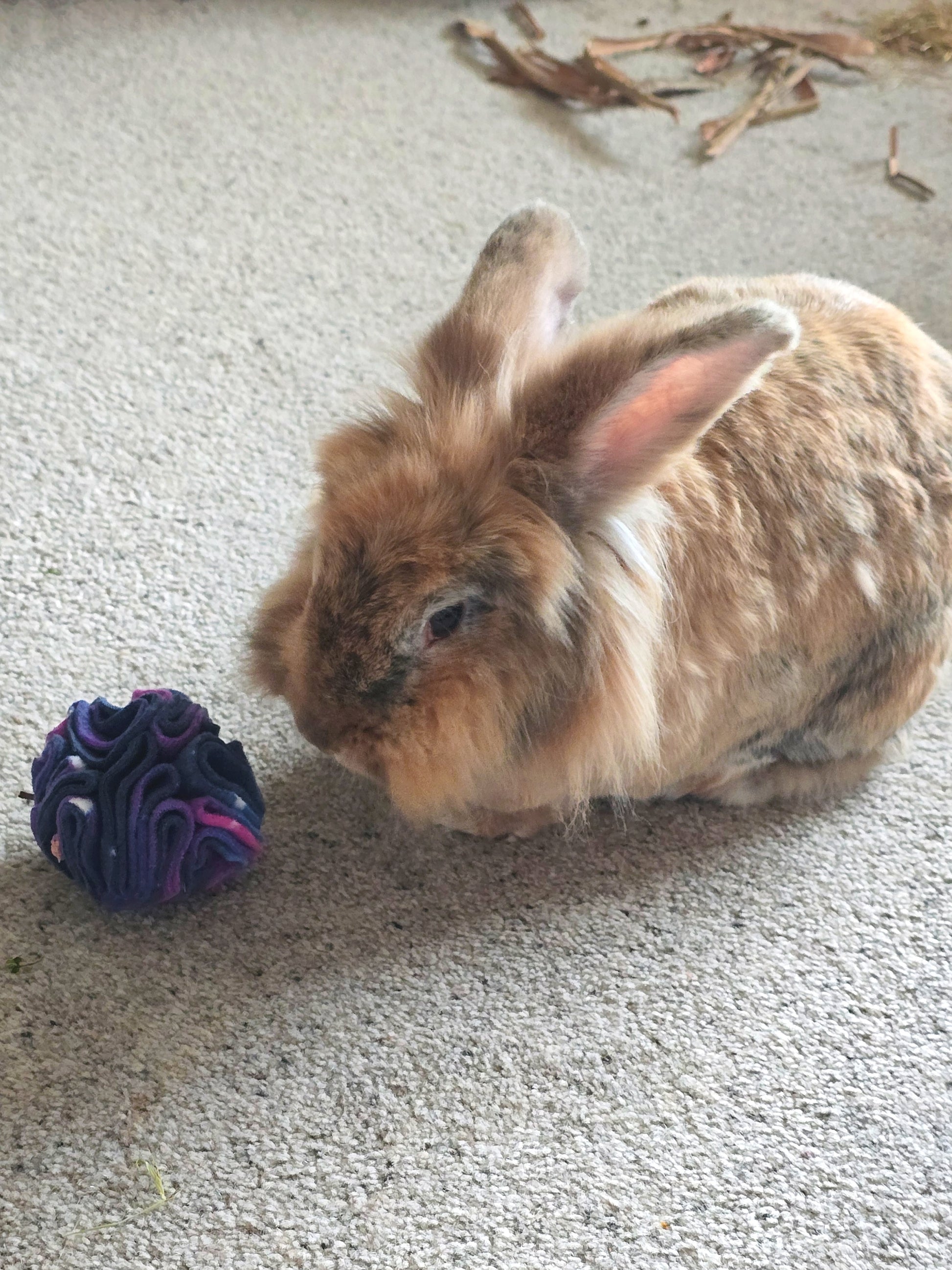 Brown rabbit next to a purple snuffle ball on a carpeted floor.