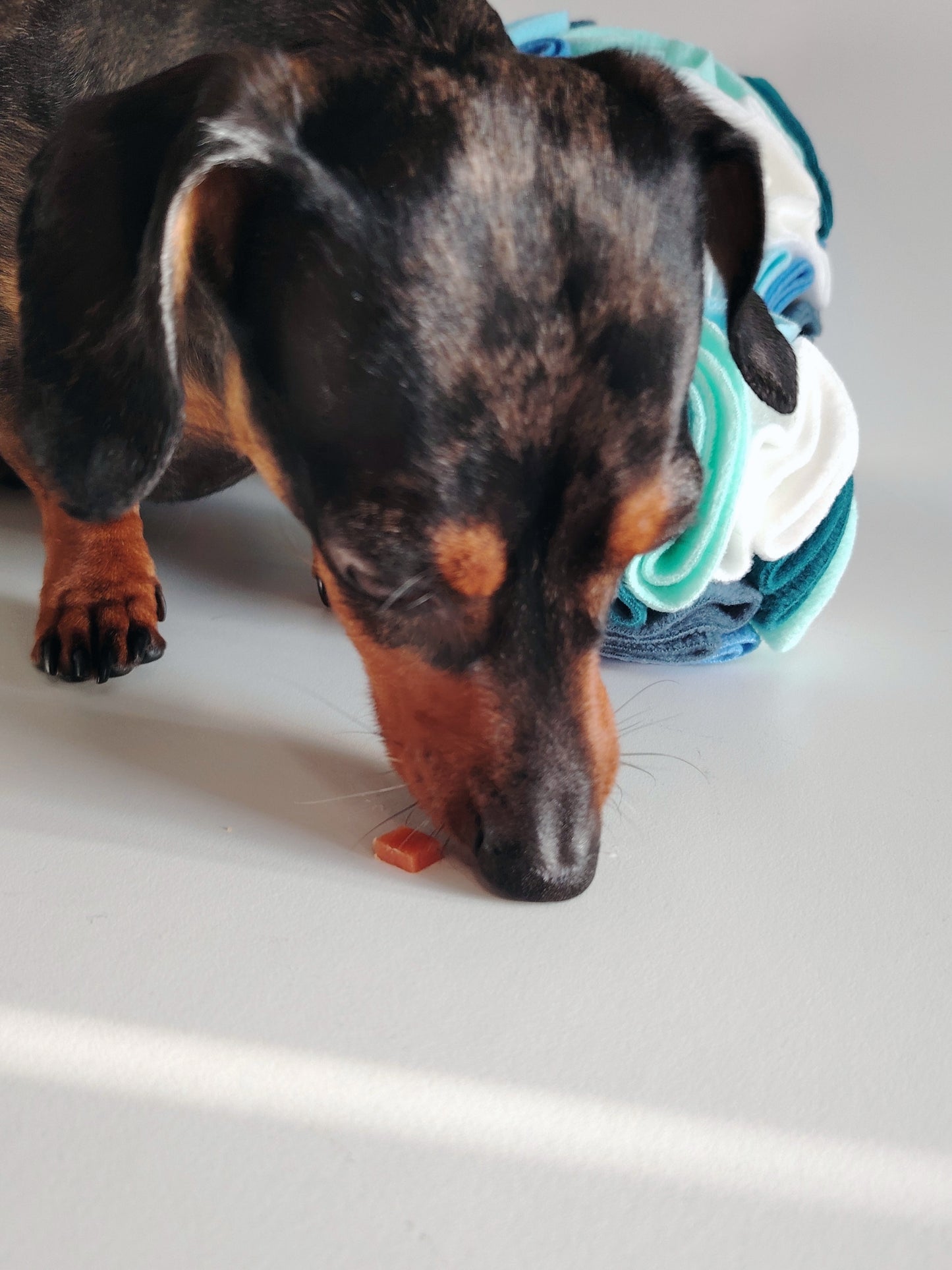 Dog using a snuffle ball to find treats for enrichment and mental stimulation.