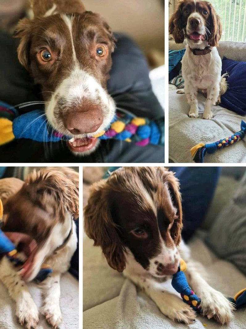 Four images of a spaniel playing with rainbow Chonk Tug toys, showcasing different moments of fun and interaction.