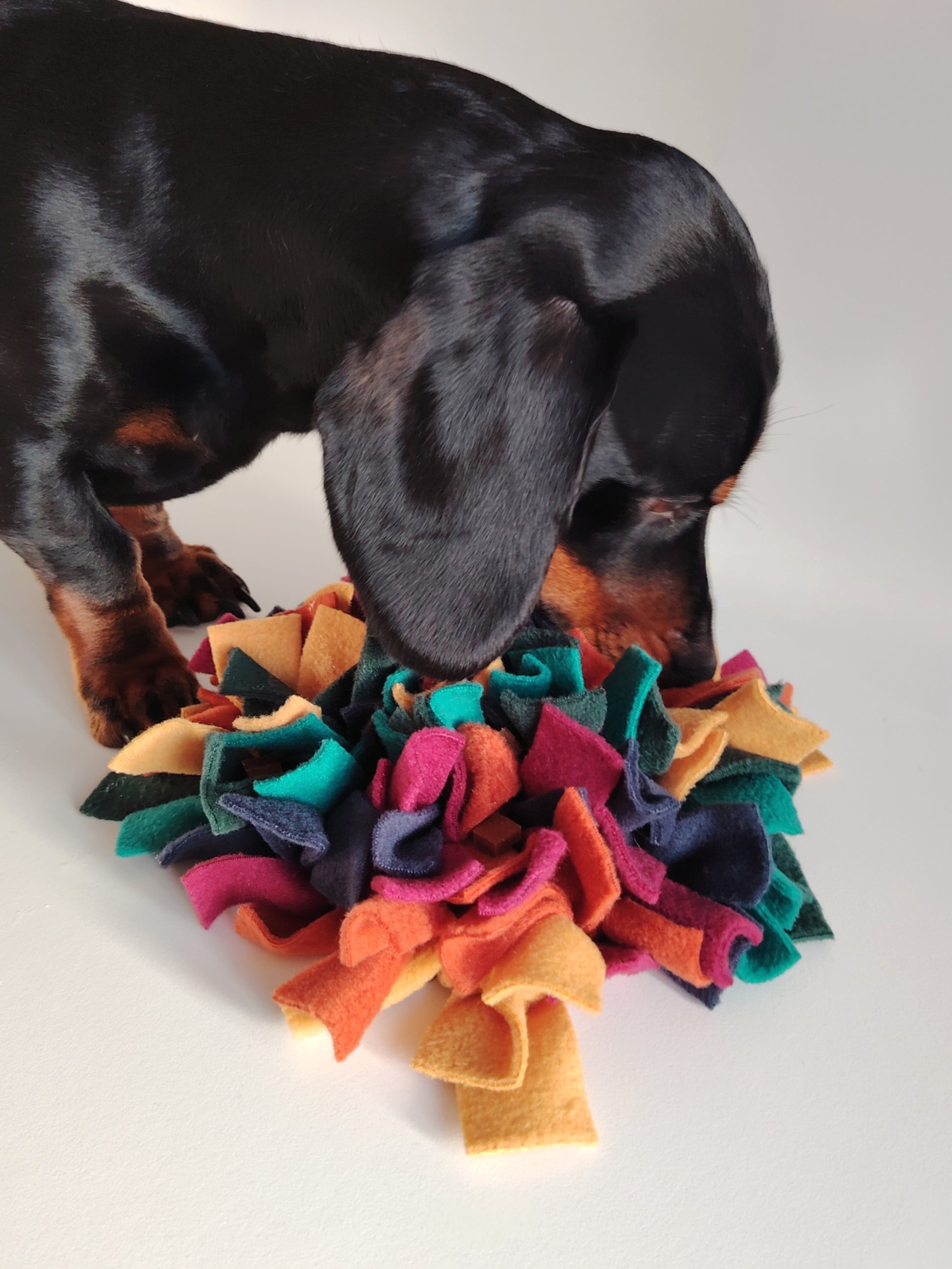 Dachshund using warm-toned snuffle mat for enrichment and scent play.