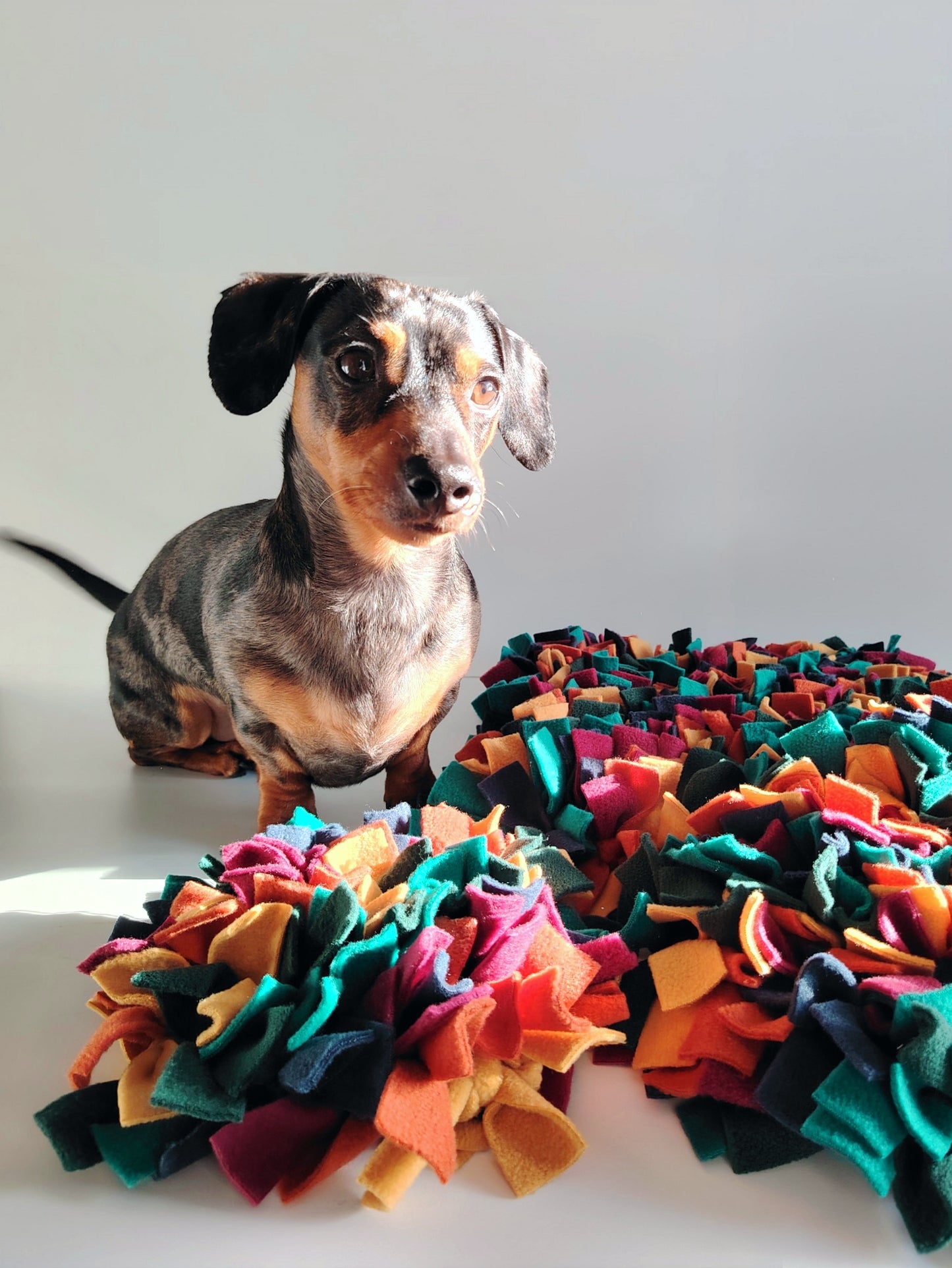 Dachshund interacting with warm-toned snuffle mat for mental stimulation.