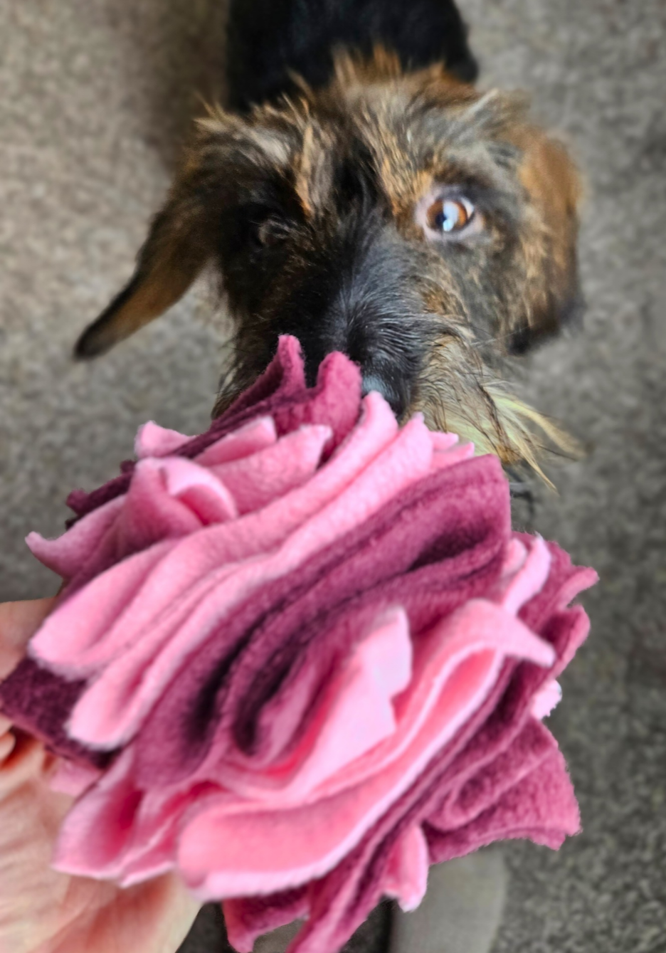 Dachshund ready to play with interactive foraging toy 