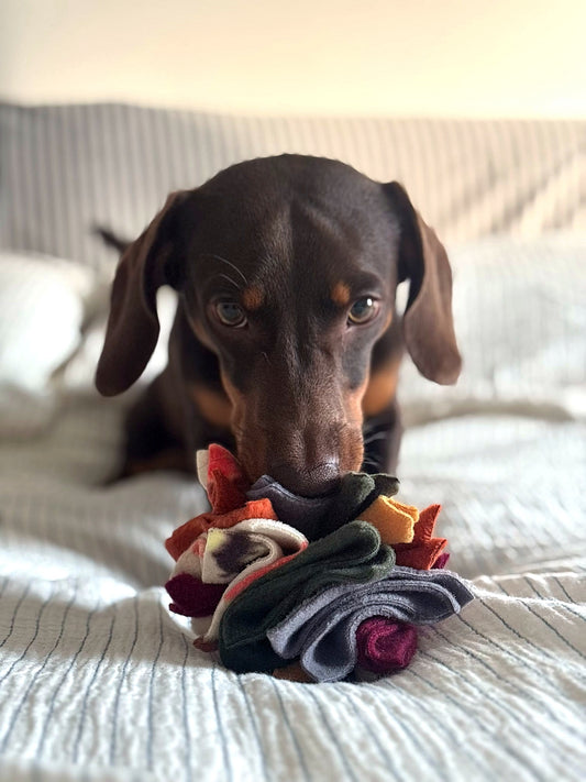 Murphy the dachshund enjoying a Nova Zeal Autumn Collection Scruffle Ball.
