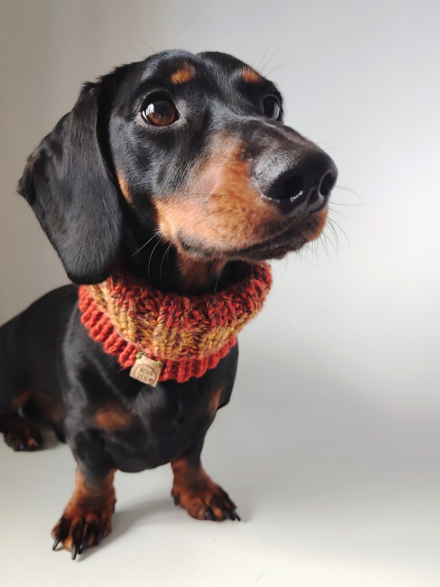 Black and tan dachshund wearing an Autumn hand-knitted dog snood around the neck.