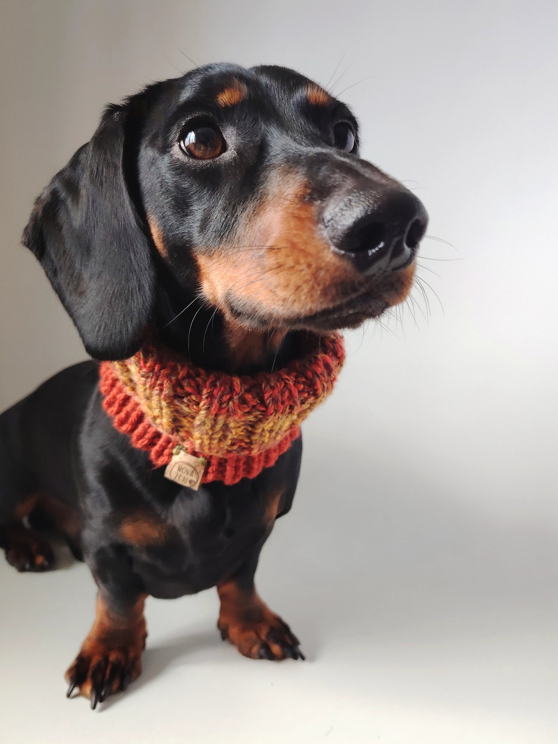 Black and tan dachshund wearing an Autumn hand-knitted dog snood around the neck.