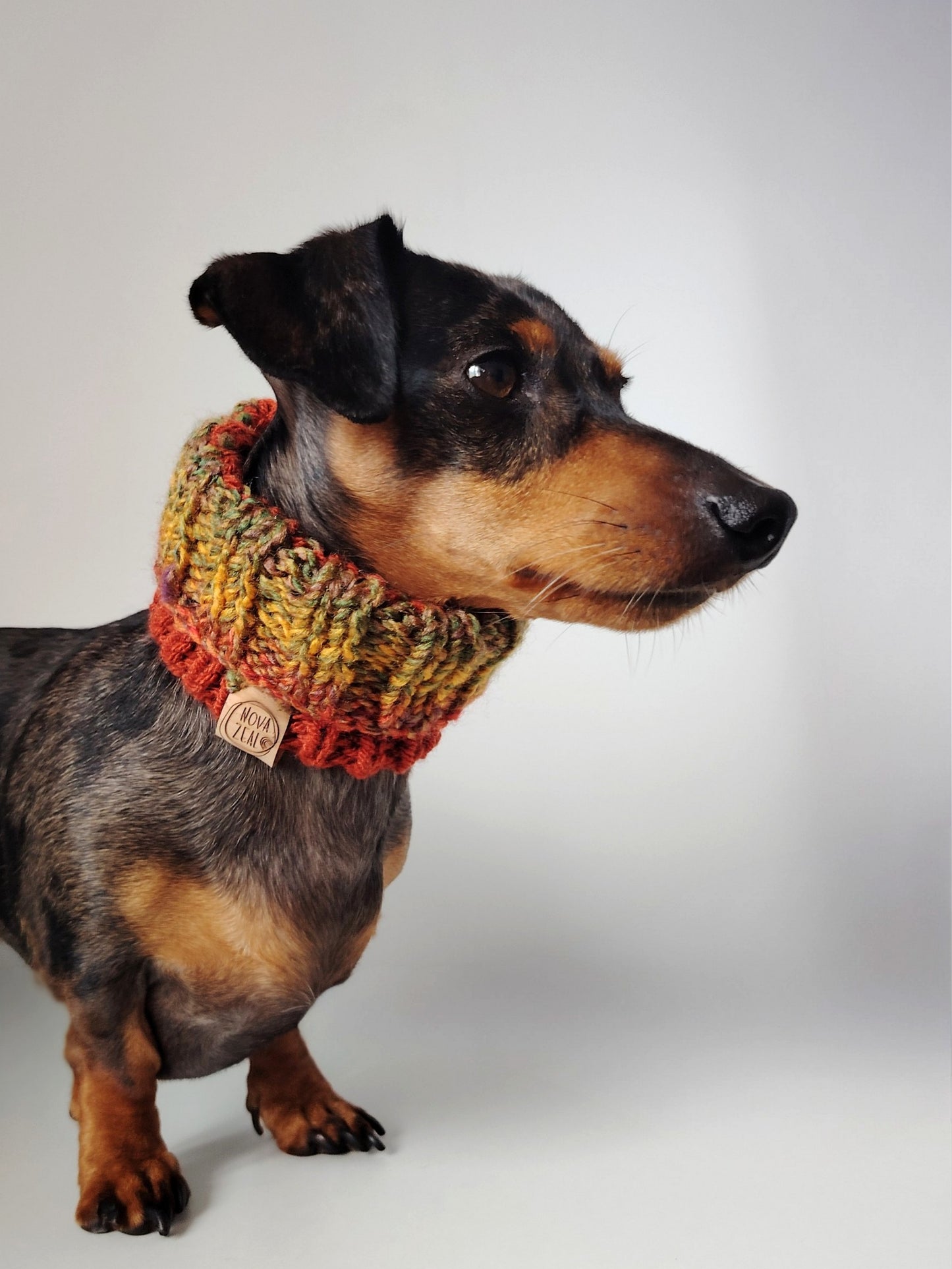 Dapple dachshund wearing an Autumn hand-knitted dog snood in warm seasonal colours.
