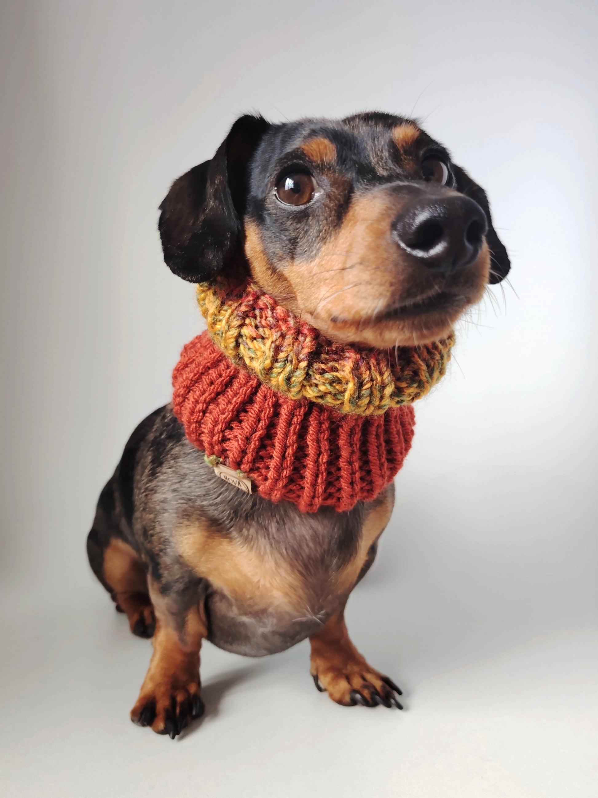 Dapple dachshund wearing an Aututmnhand-knitted dog snood, shown from the front.