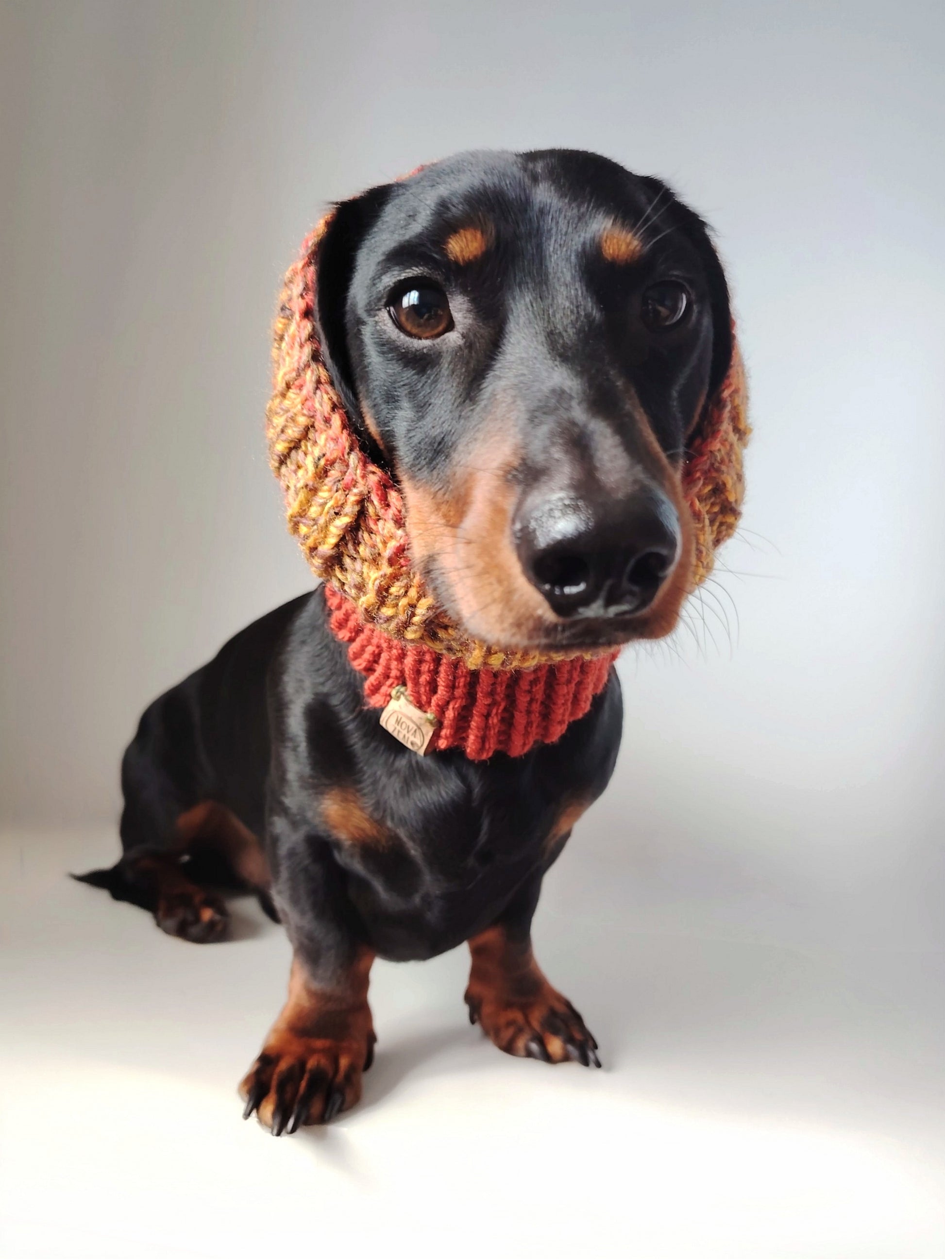 Black and tan dachshund wearing an Autumn hand-knitted dog snood with the ears tucked inside.