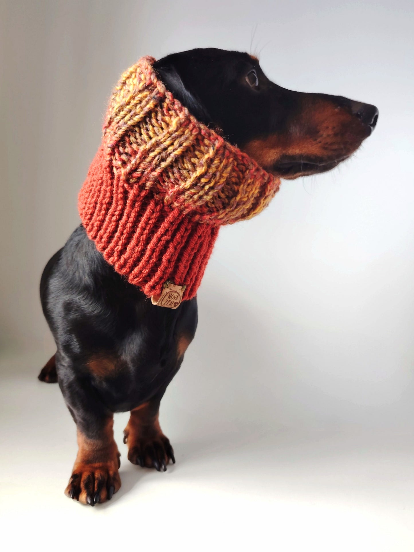 Black and tan dachshund wearing an Autumn hand-knitted dog snood pulled up over the ears.