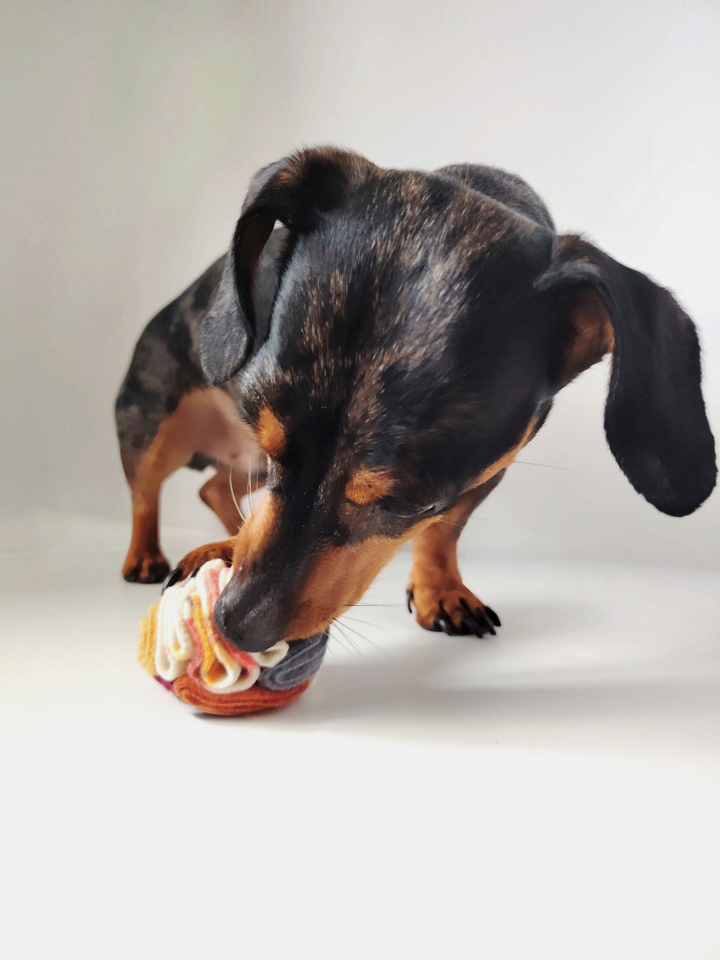 Dachshund foraging for treats in an Autumn Pocket Snuffle Ball.