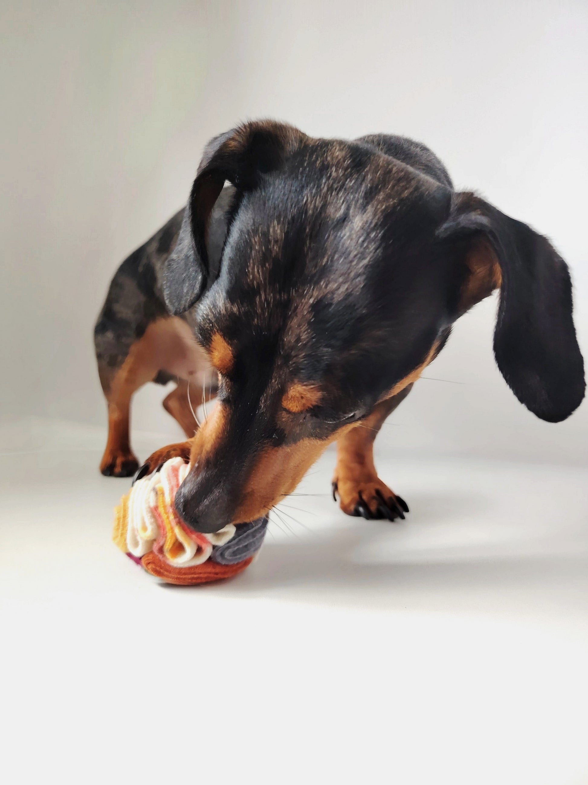 Dachshund foraging for treats in an Autumn Pocket Snuffle Ball.