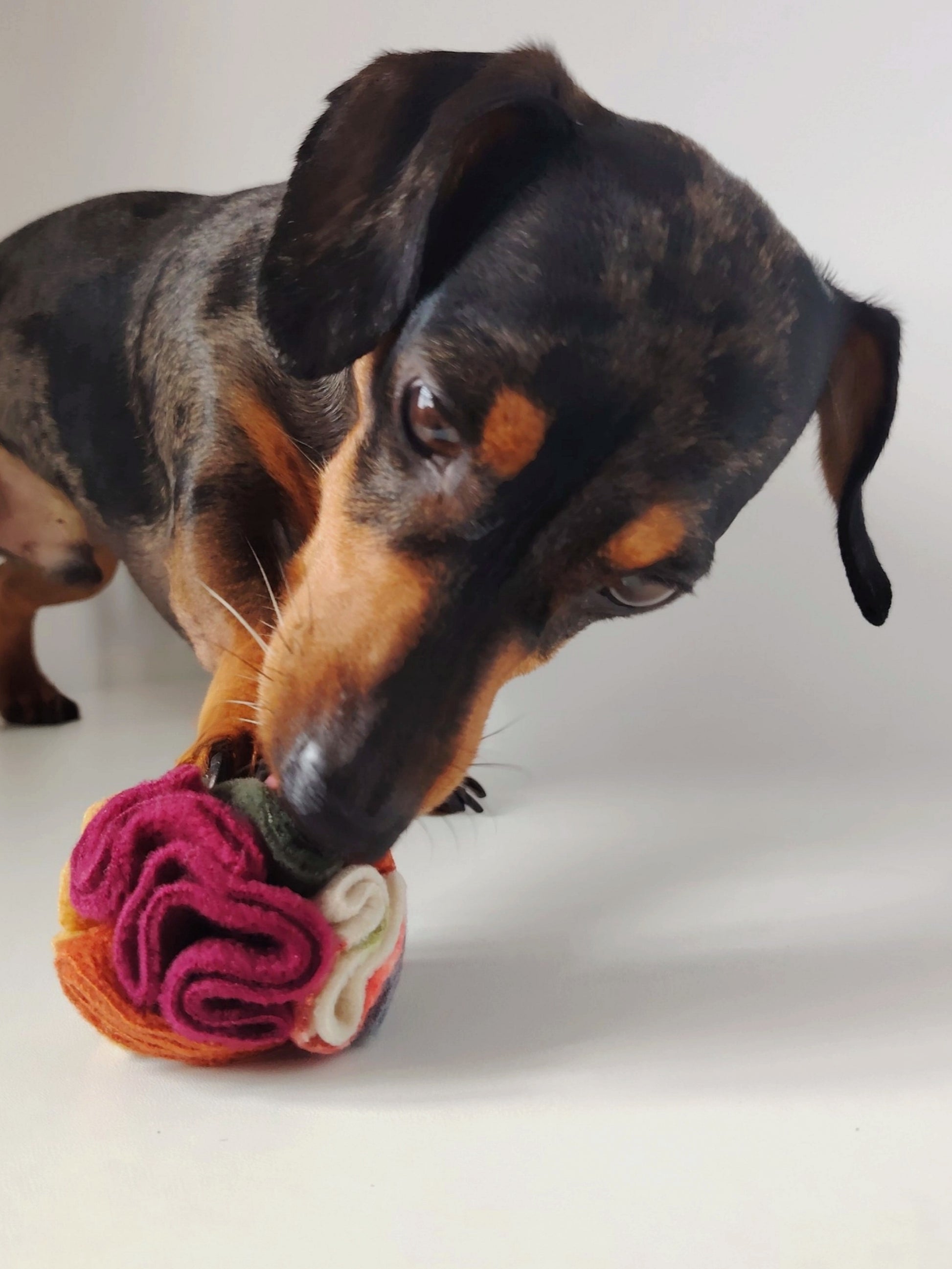 Dachshund playing with an Autumn Pocket Snuffle Ball for enrichment.