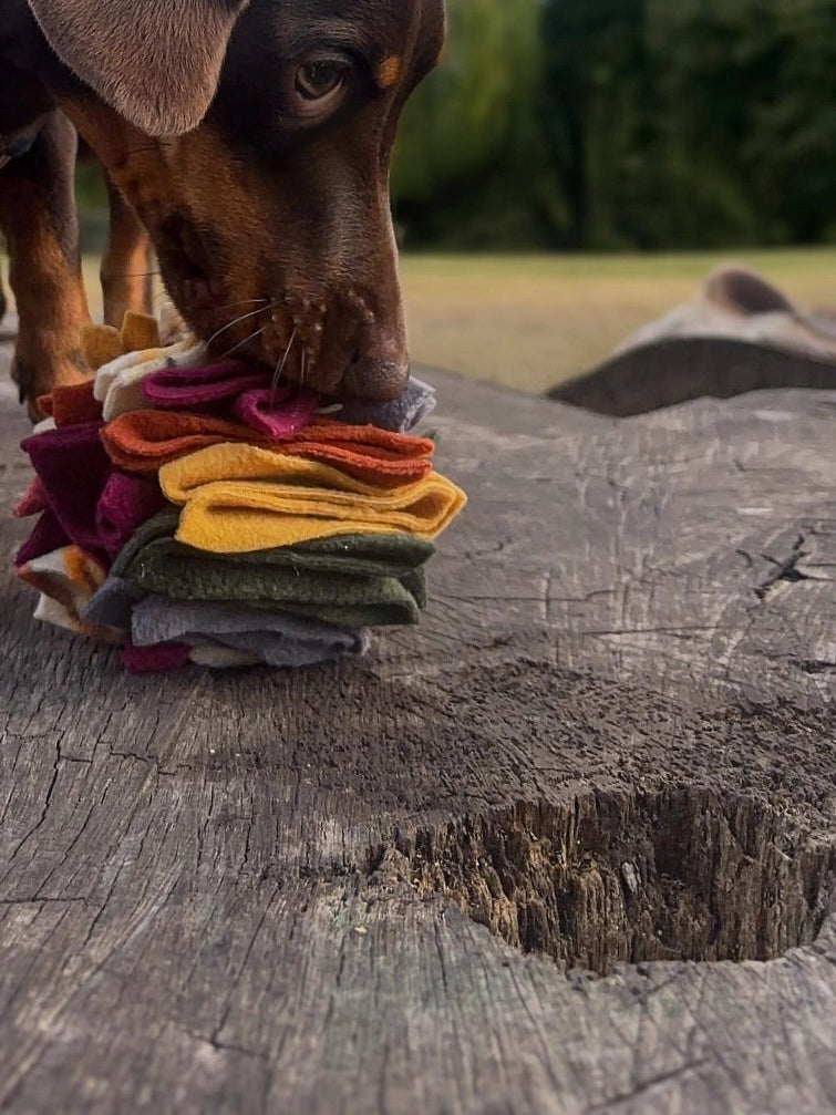 Brown dachshund sniffing an Autumn Scruffle Ball dog enrichment toy on a tree stump outdoors.