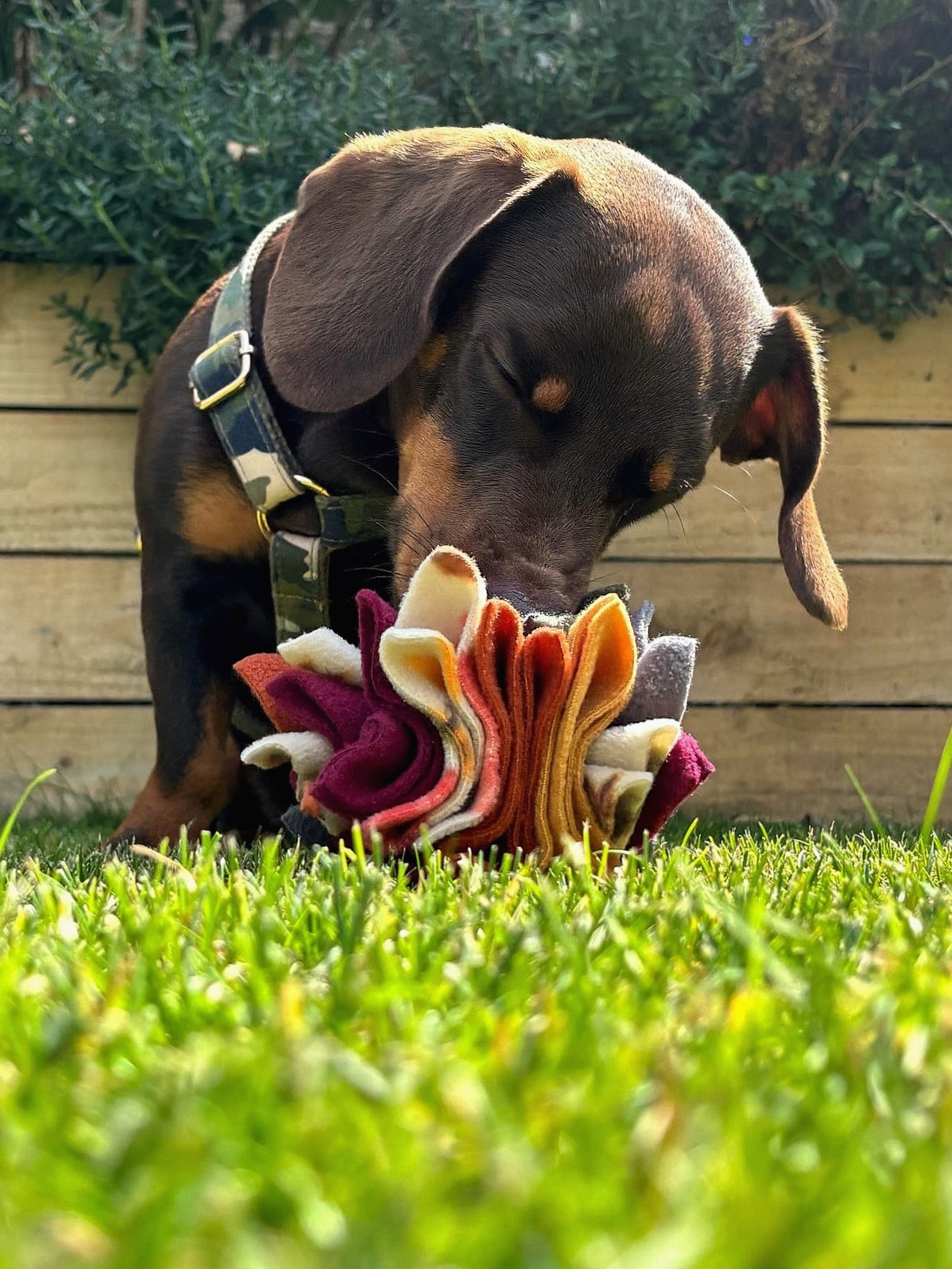 Brown dachshund sniffing an Autumn Scruffle Ball dog enrichment toy on the grass.
