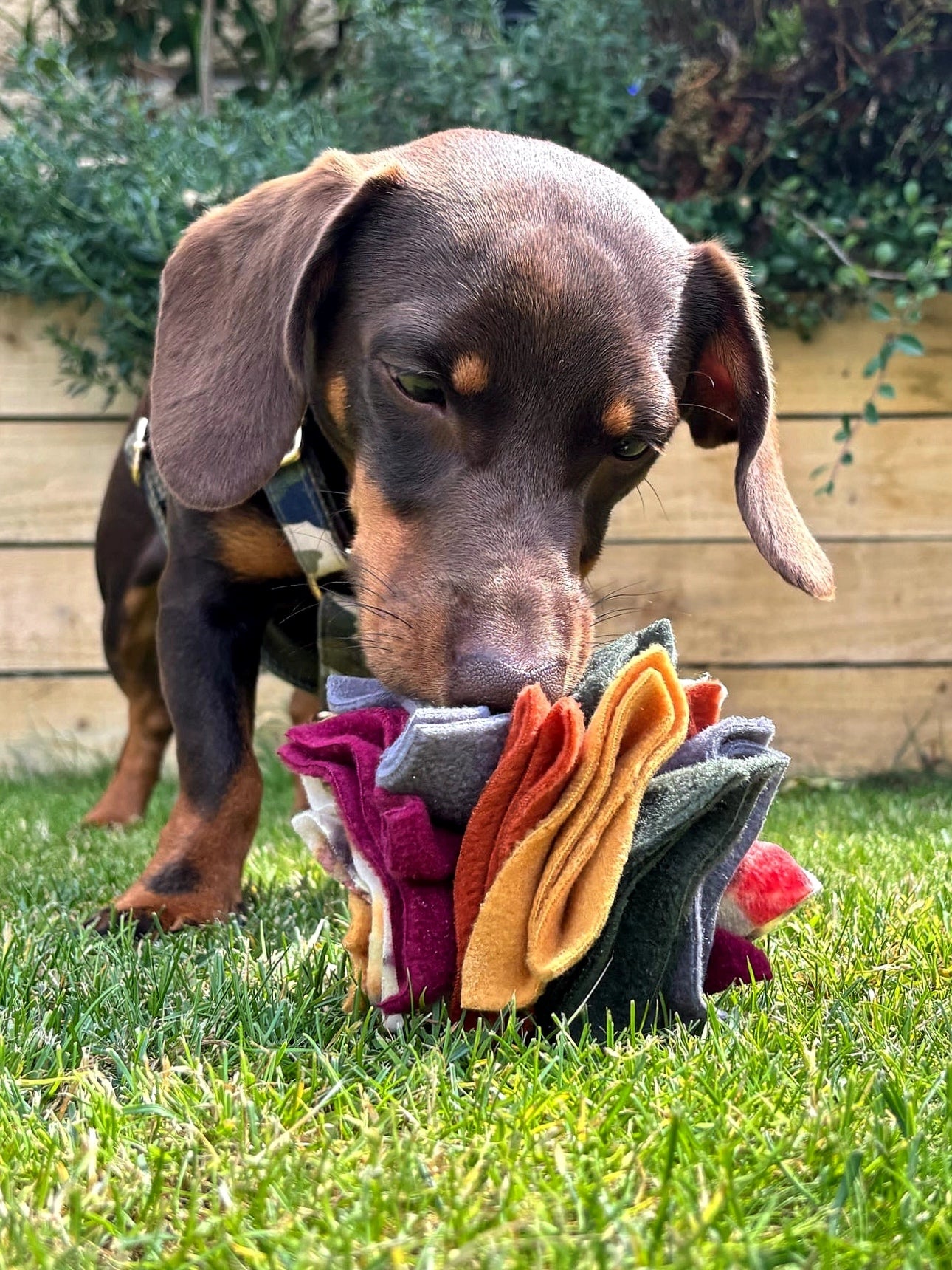 Brown dachshund using an Autumn Scruffle Ball dog enrichment toy outdoors on grass.