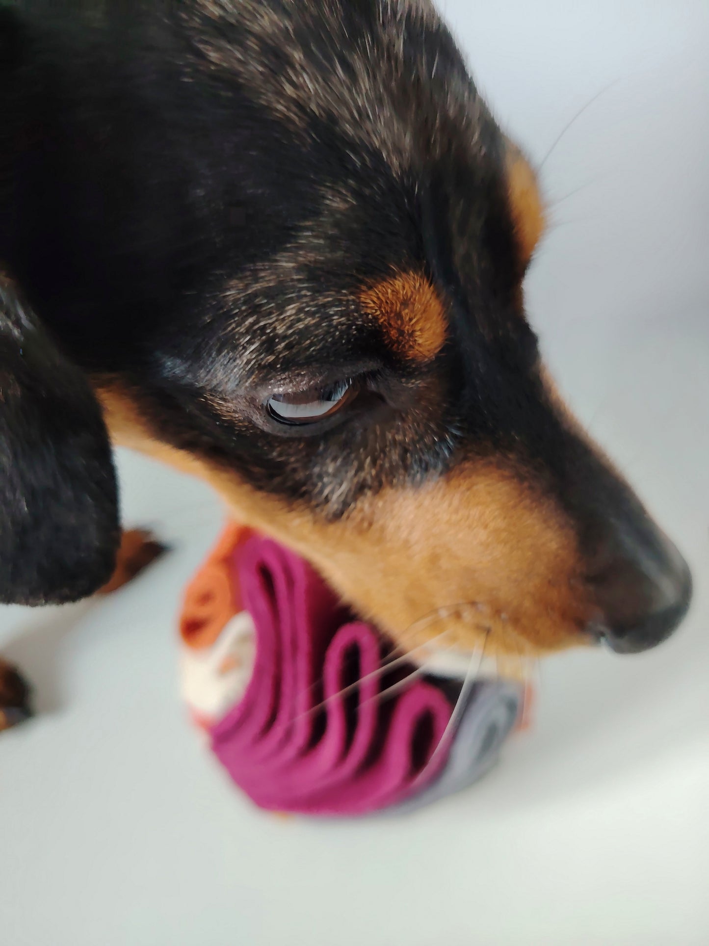 Close-up of a black and tan dachshund sniffing an Autumn Snuffle Ball.