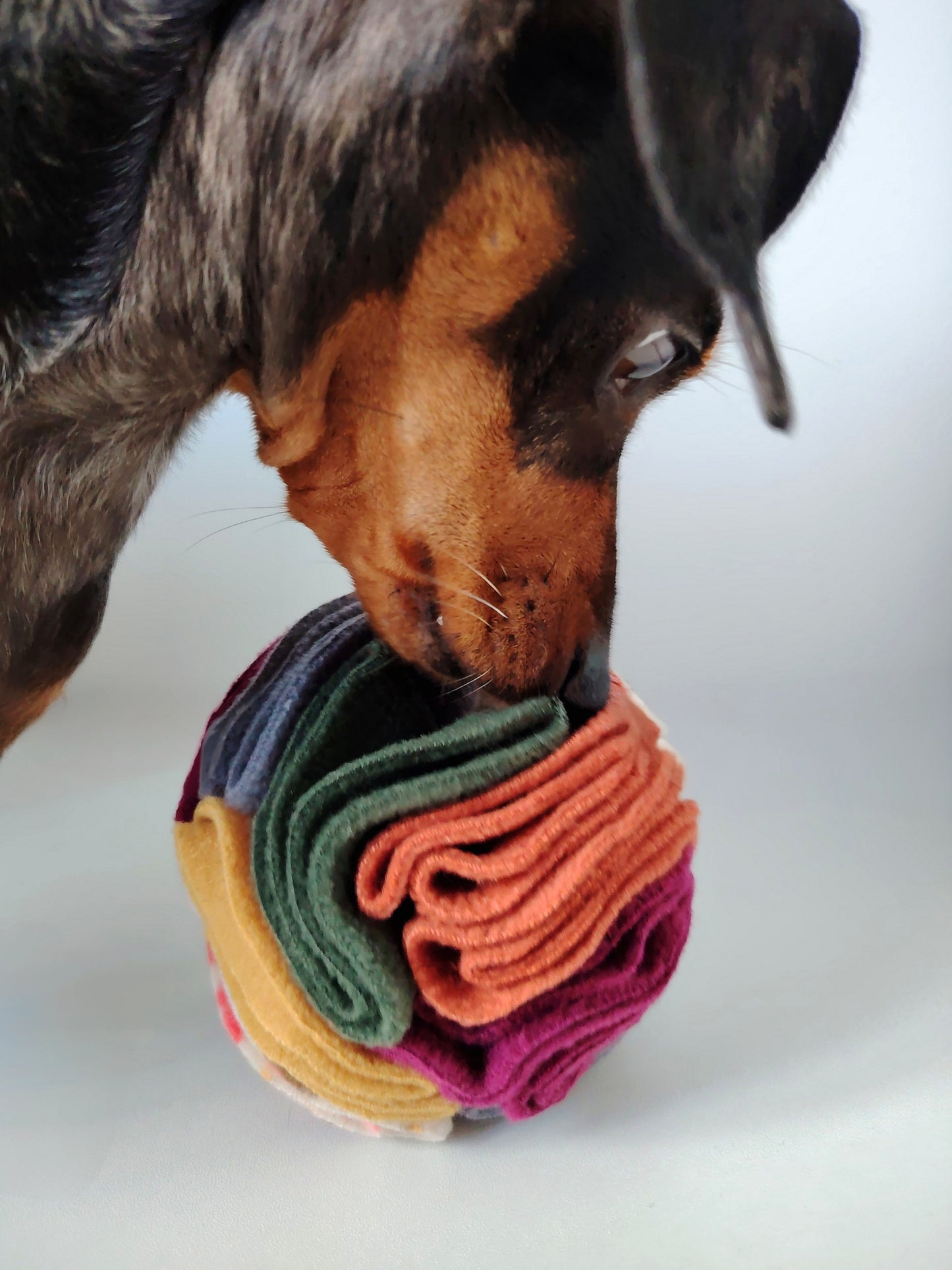 Black and tan dachshund sniffing between the fleece folds of an Autumn Snuffle Ball.