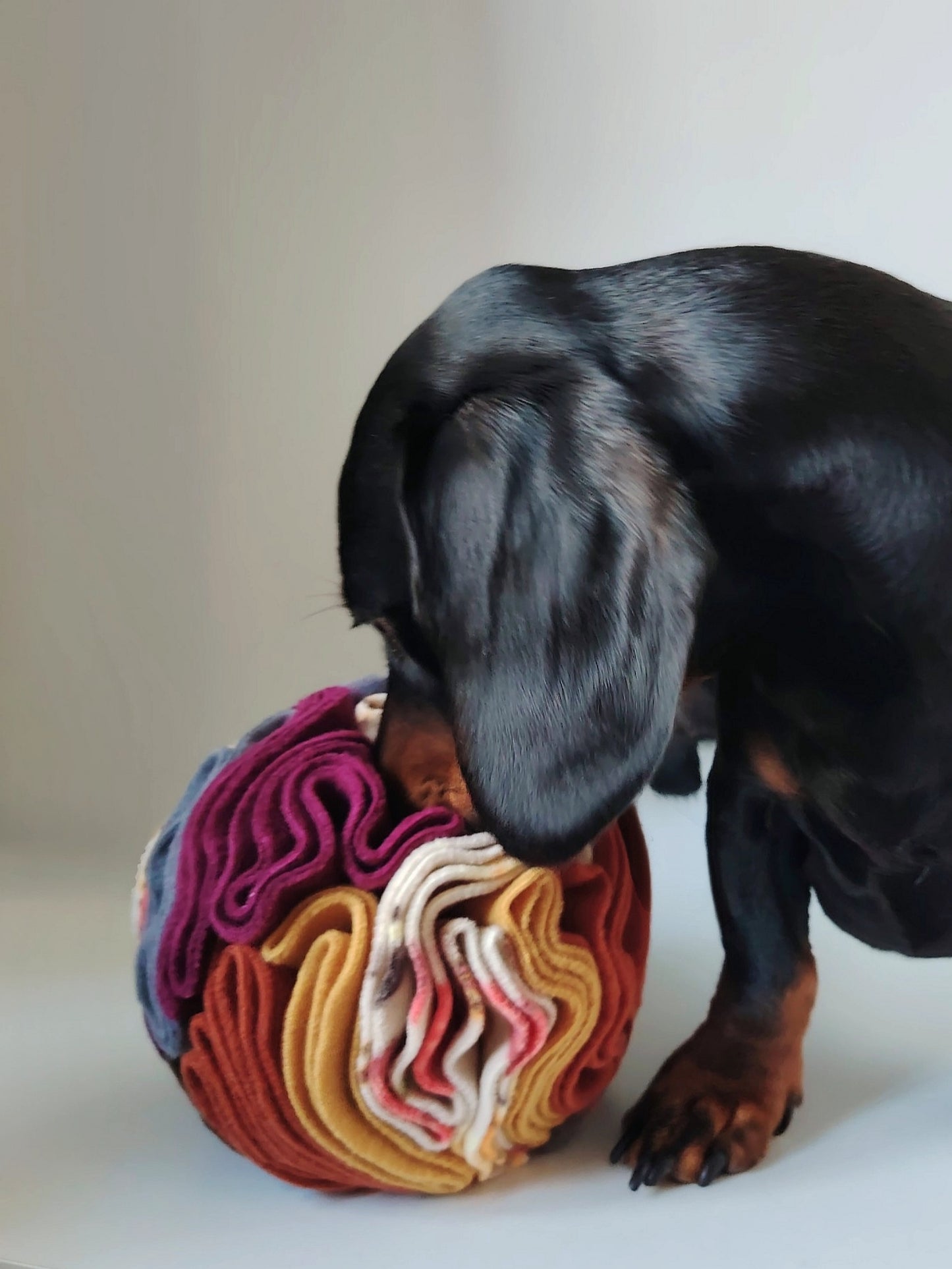 Black and tan dachshund sniffing an Autumn Snuffle Ball for dog enrichment.