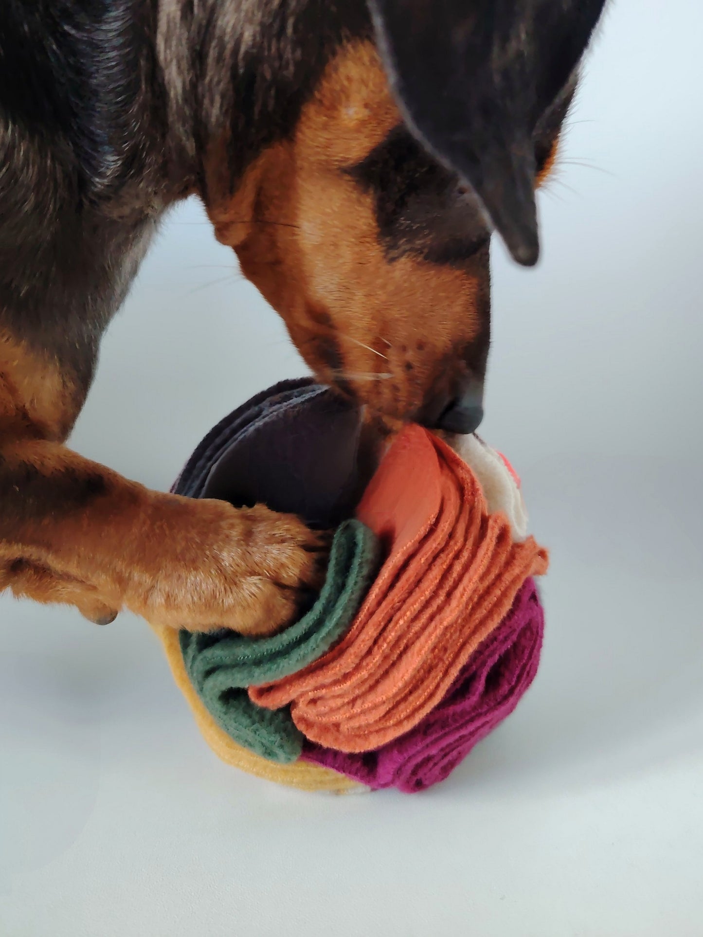 Black and tan dachshund using its nose and paw to forage in an Autumn Snuffle Ball.
