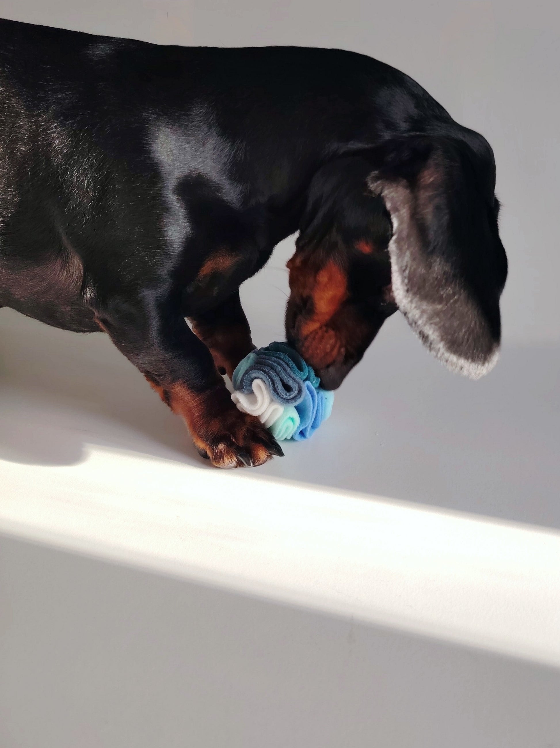 Dachshund using a cool colour snuffle ball for treat-based enrichment play.