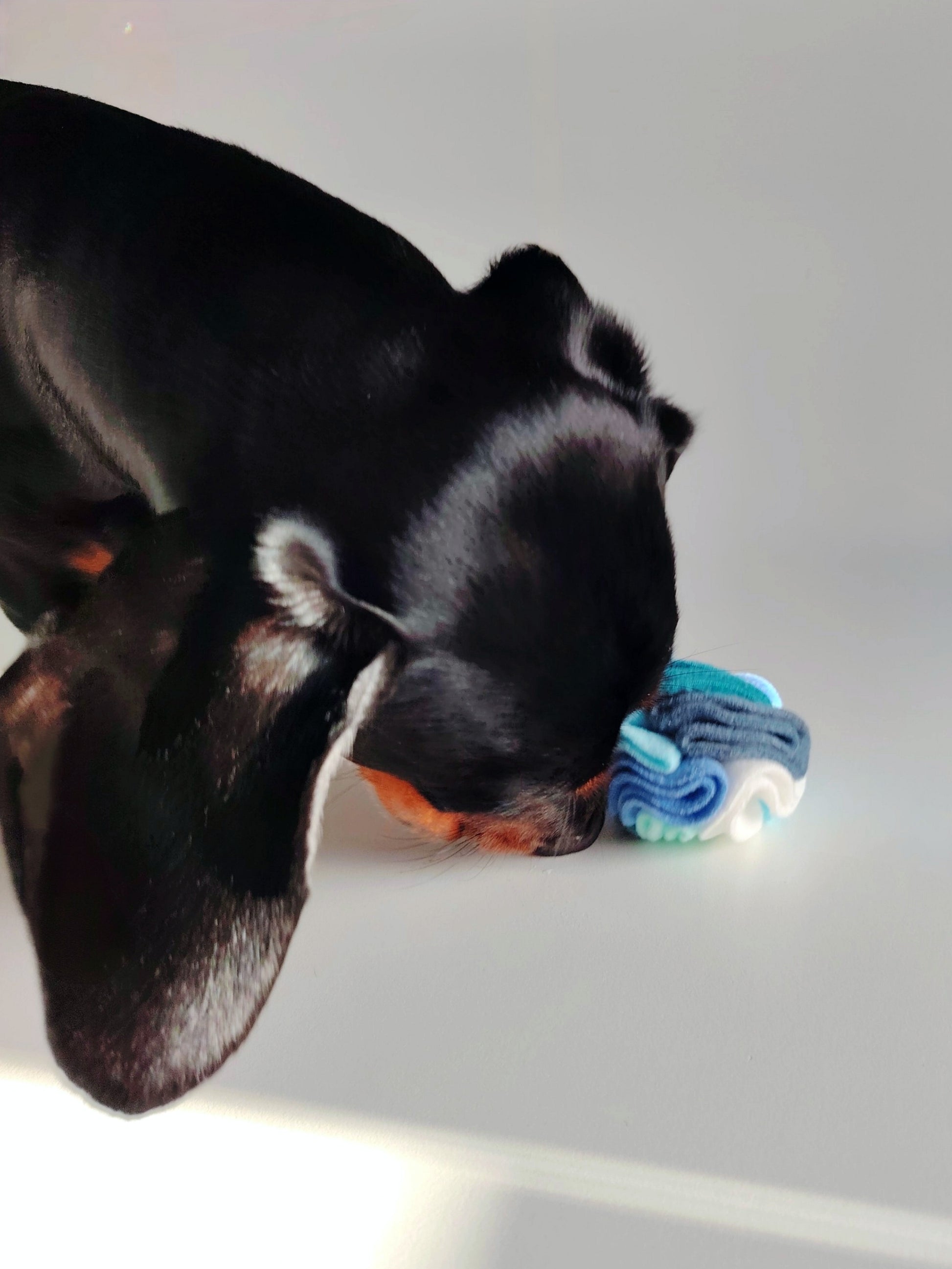 Dachshund sniffing a cool colour snuffle ball enrichment toy by Nova Zeal