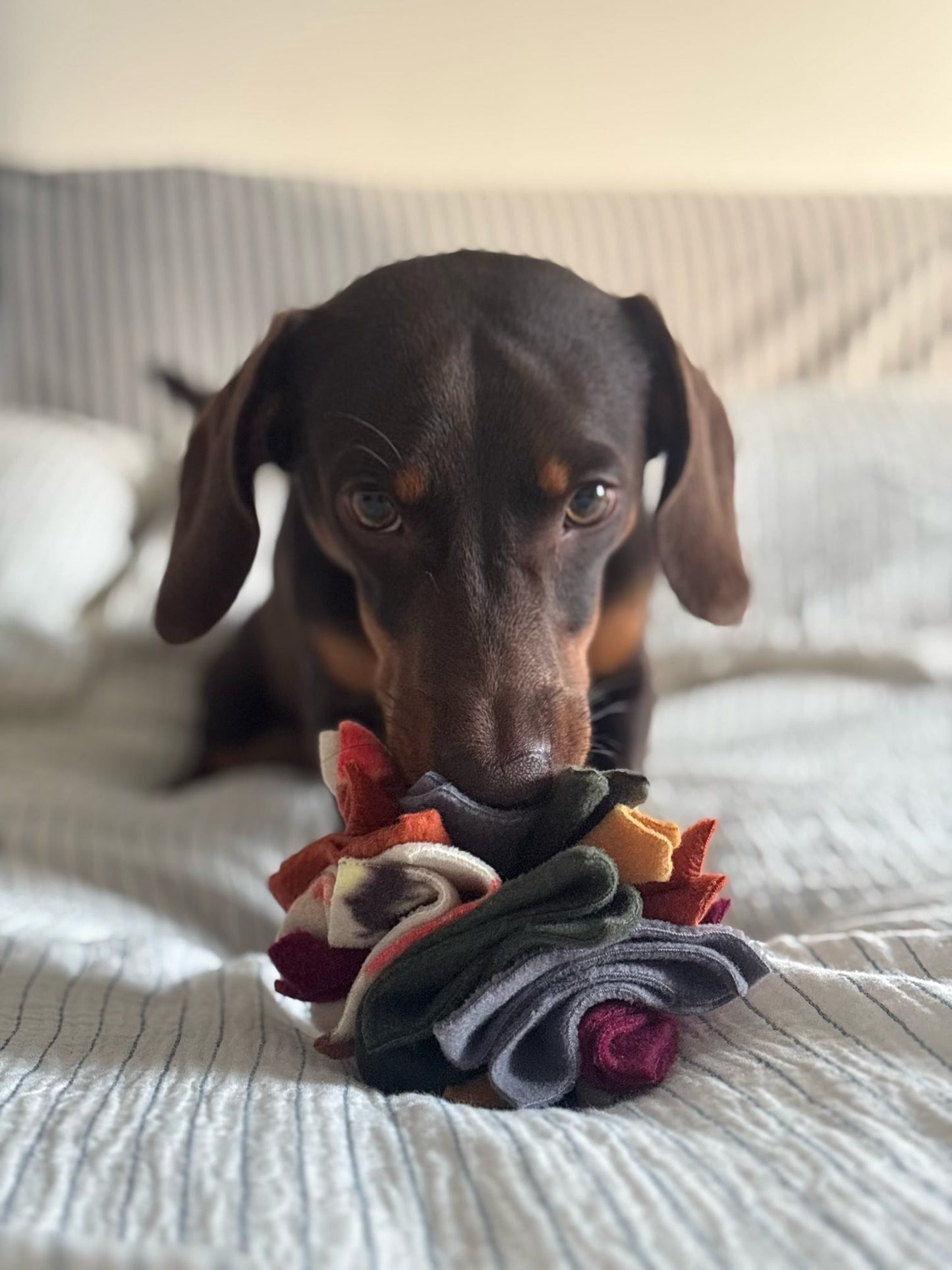 Dachshund searching an Autumn Scruffle Ball for hidden treats during enrichment play.