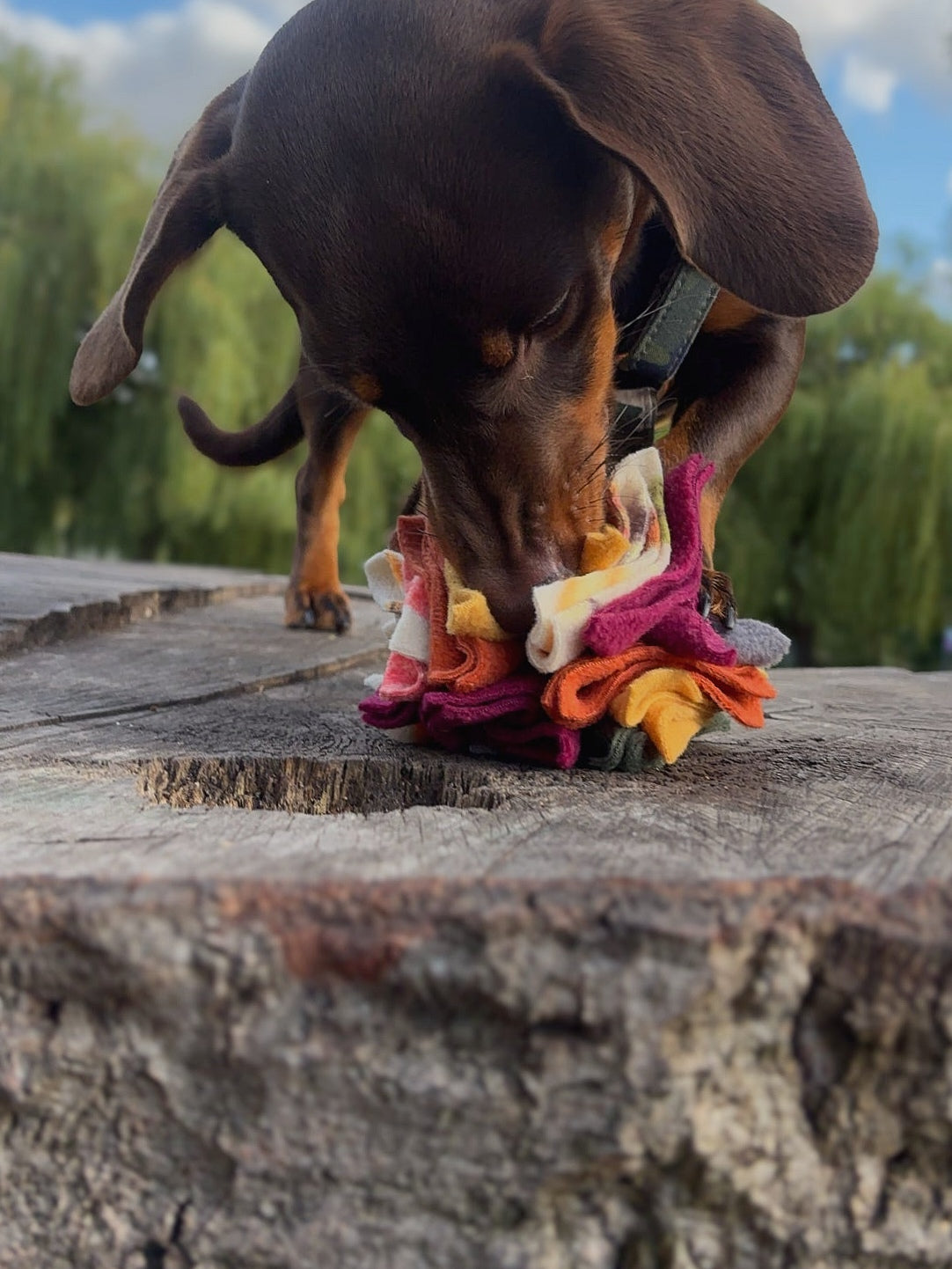 Dachshund foraging for hidden treats in a Nova Zeal Autumn Scruffle Ball outdoors.