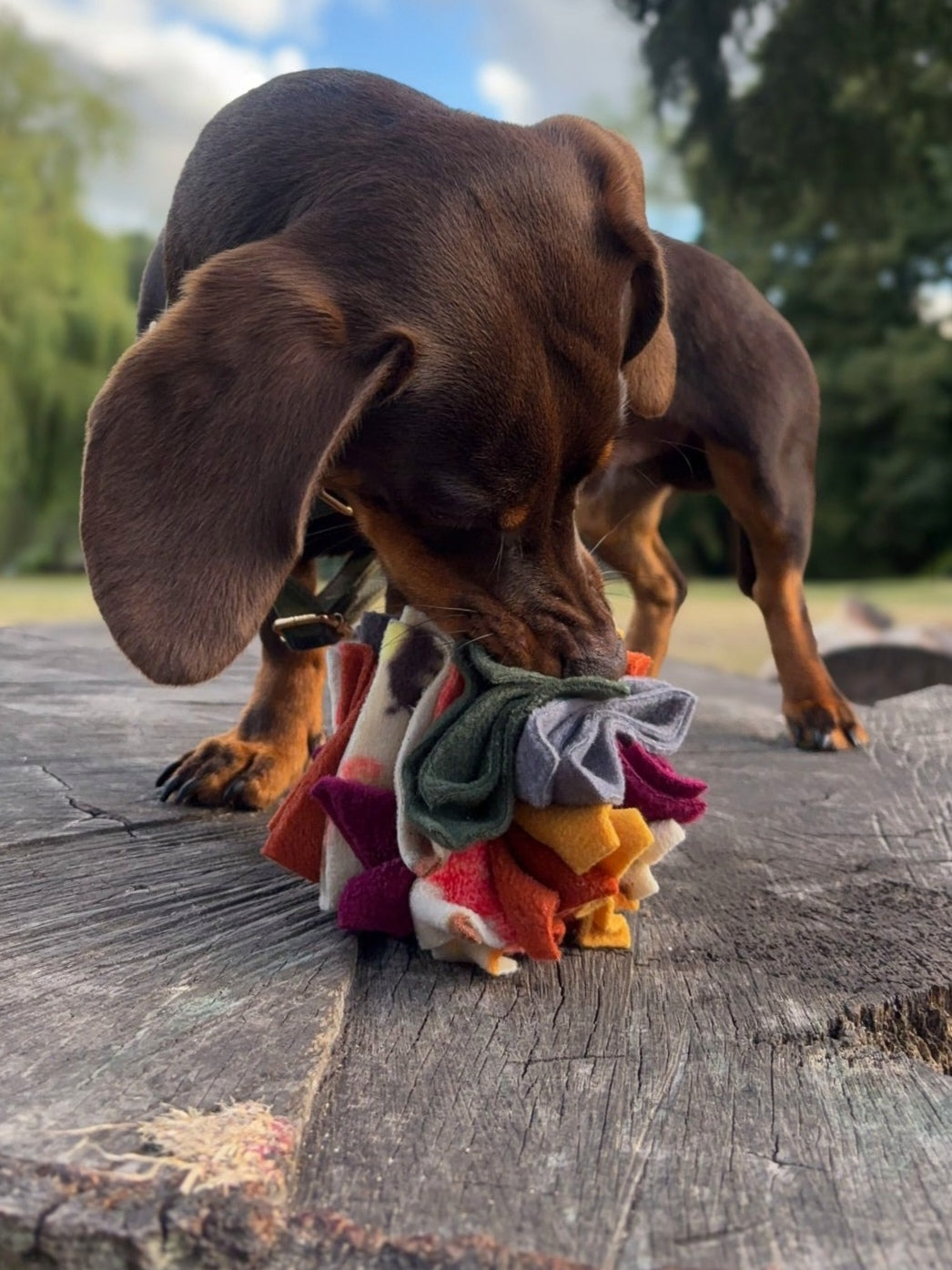 Dachshund searching an Autumn Scruffle Ball for hidden treats during outdoor enrichment play
