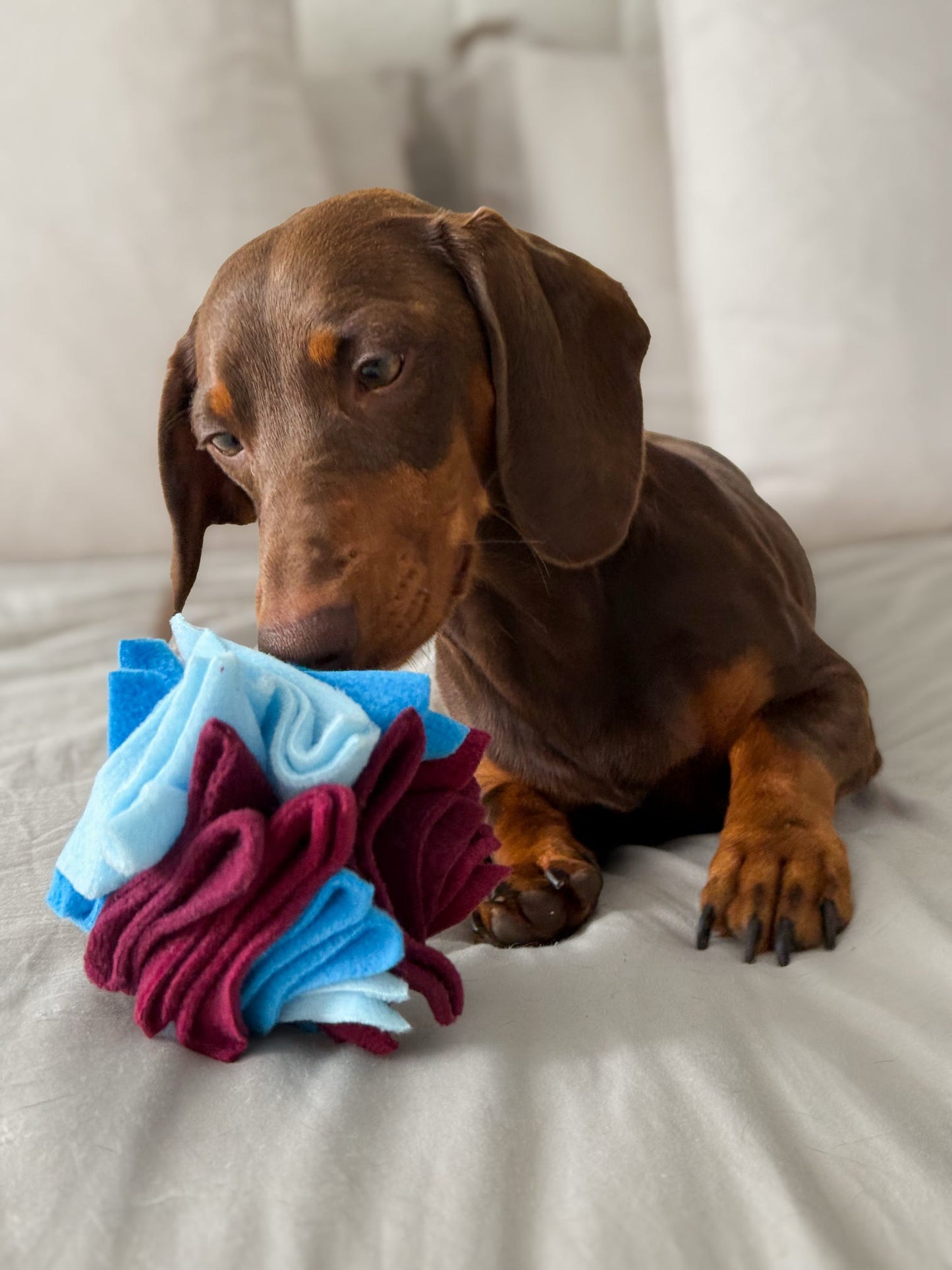 Dachshund exploring a blue and burgundy Nova Zeal Scruffle Ball during enrichment play.