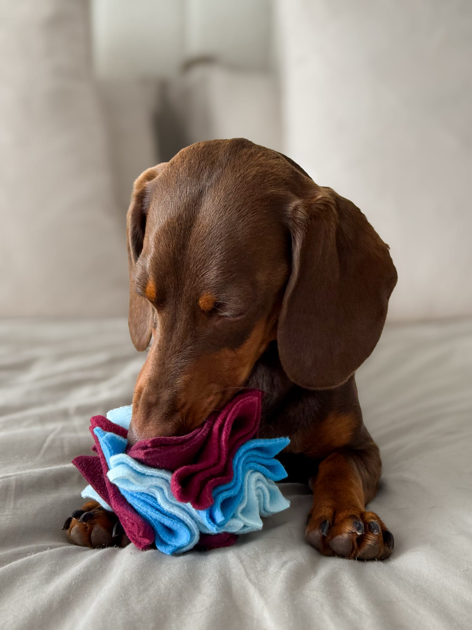 Dachshund foraging for hidden treats in a blue and burgundy Nova Zeal Scruffle Ball.