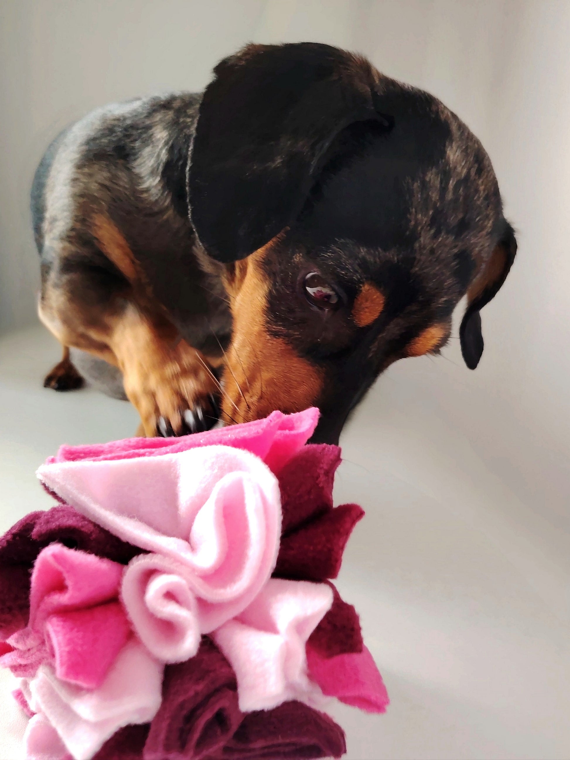 dachshund sniffing a pink, pastel pink and burgundy Nova Zeal Scruffle Ball during enrichment play.