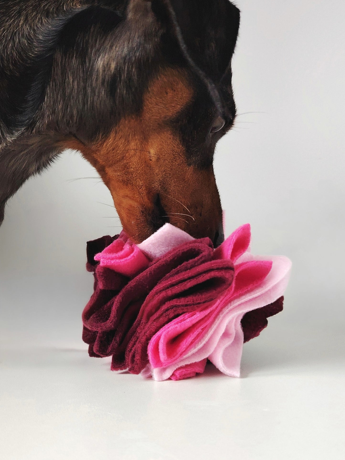 Dachshund sniffing a pink, pastel pink and burgundy Nova Zeal Scruffle Ball with treats hidden between the fleece folds.