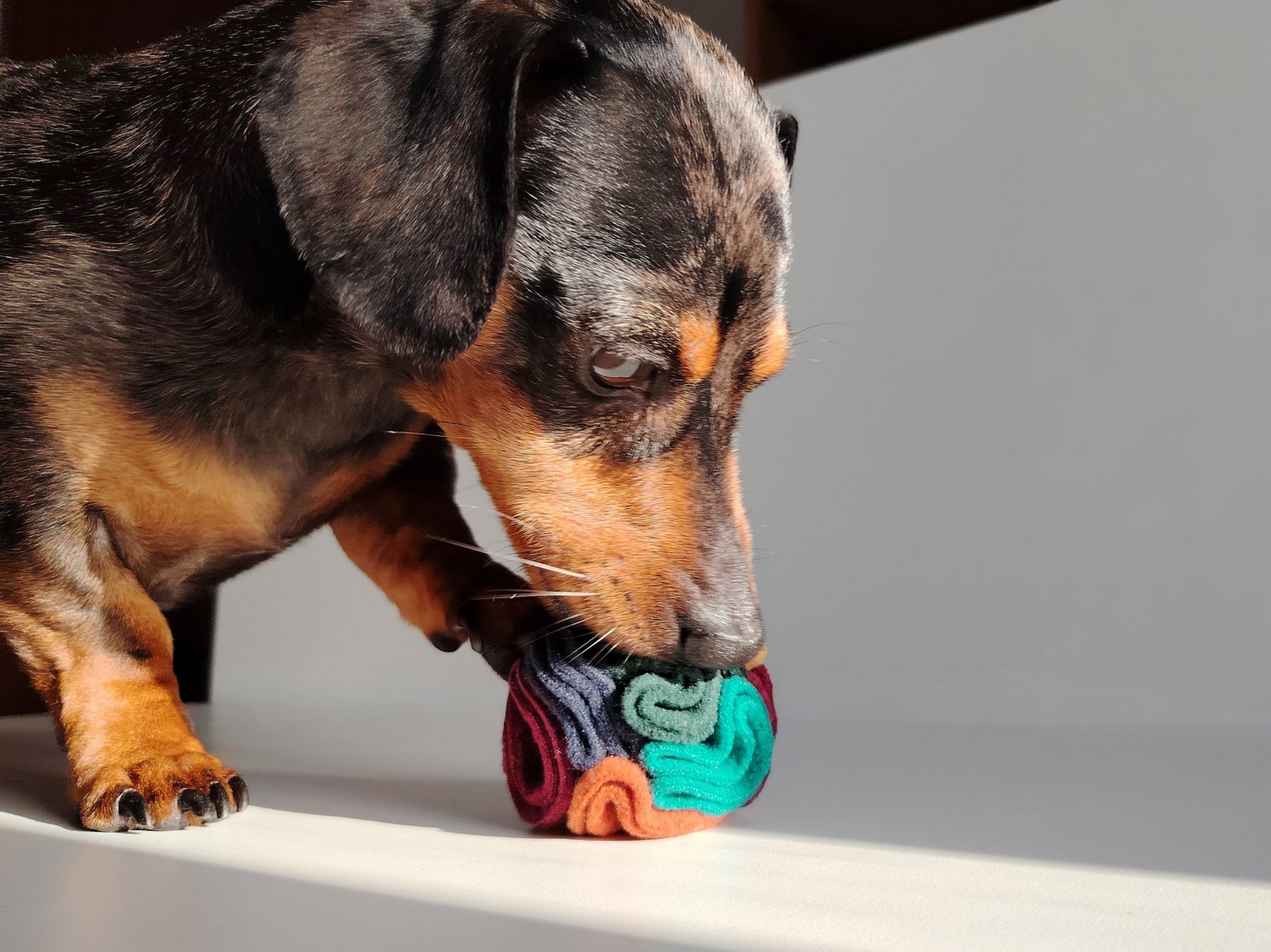 Dog engaging with a warm pocket snuffle ball for treat based enrichment.