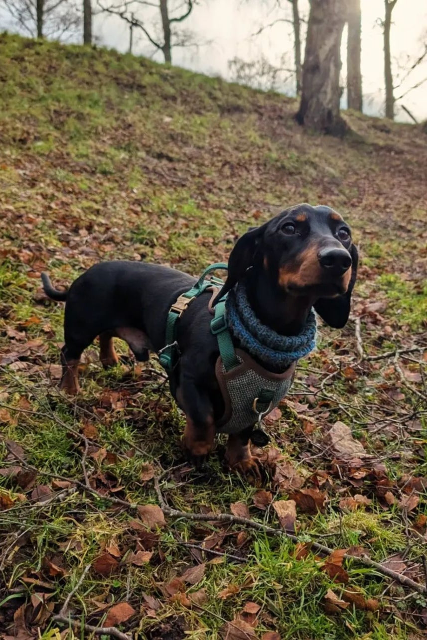 Dog wearing hand-knitted snood outdoors in woodland setting.