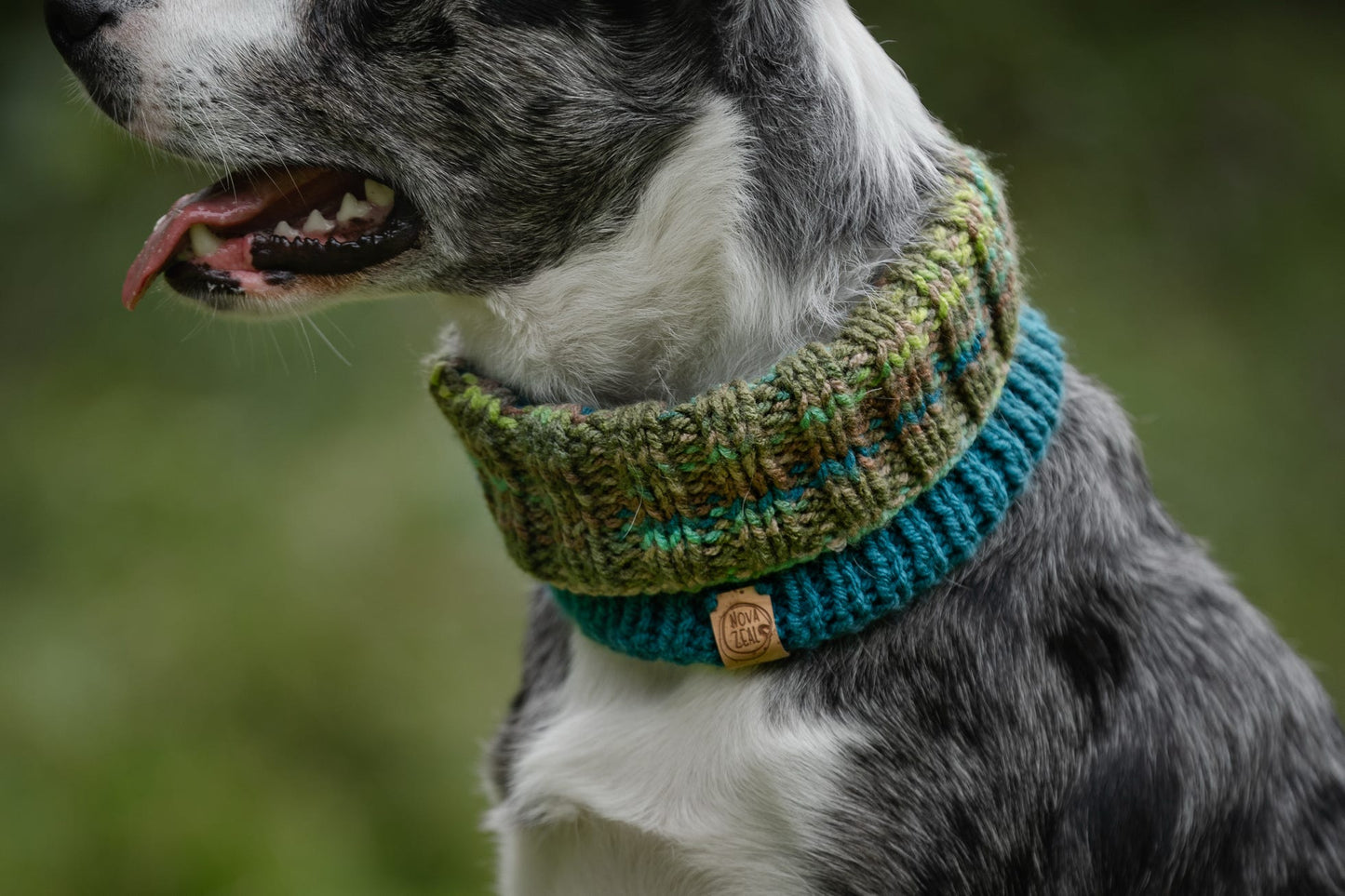 Blue Merle Border Collie wearing a handmade green and teal knitted dog snood outdoors. 