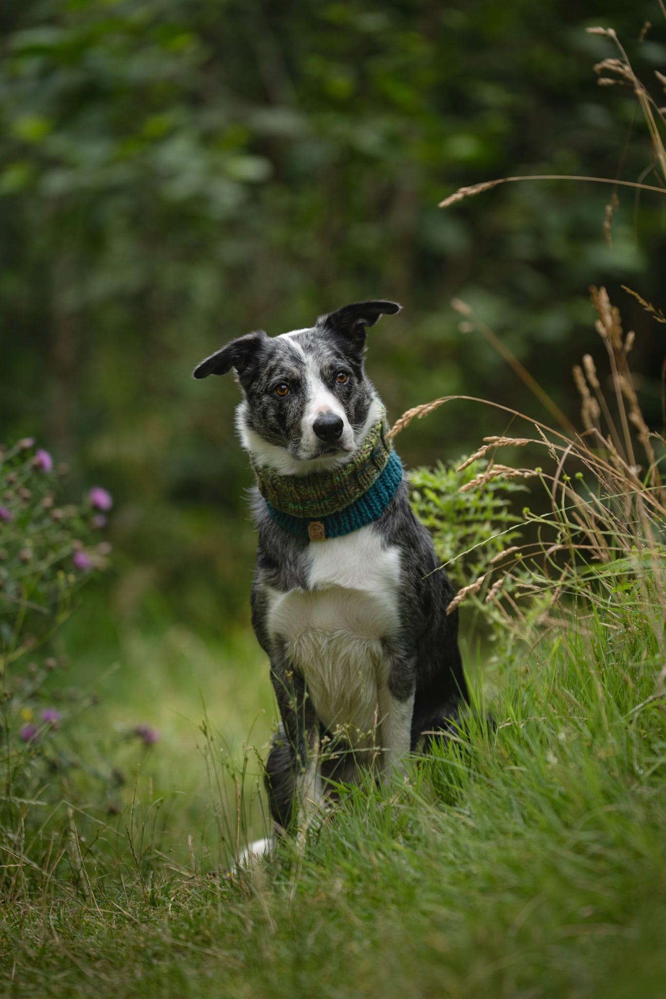 Blue merle Border Collie wearing a handmade green and teal knitted dog snood while sitting in woodland.