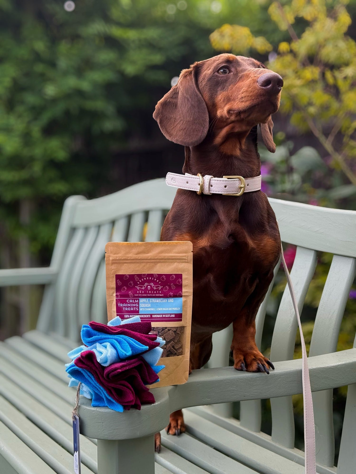 Chocolate dachshund looking into the distance beside a houndberry calming treat gift set with a Nova Zeal small scruffle ball on a garden bench.