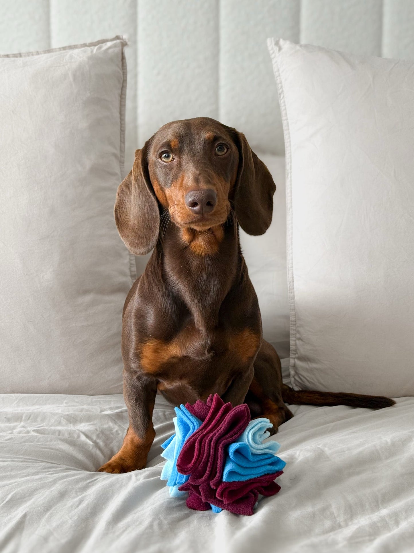 Brown dachshund sitting beside a colourful Houndberry Scruffle Ball dog enrichment toy.