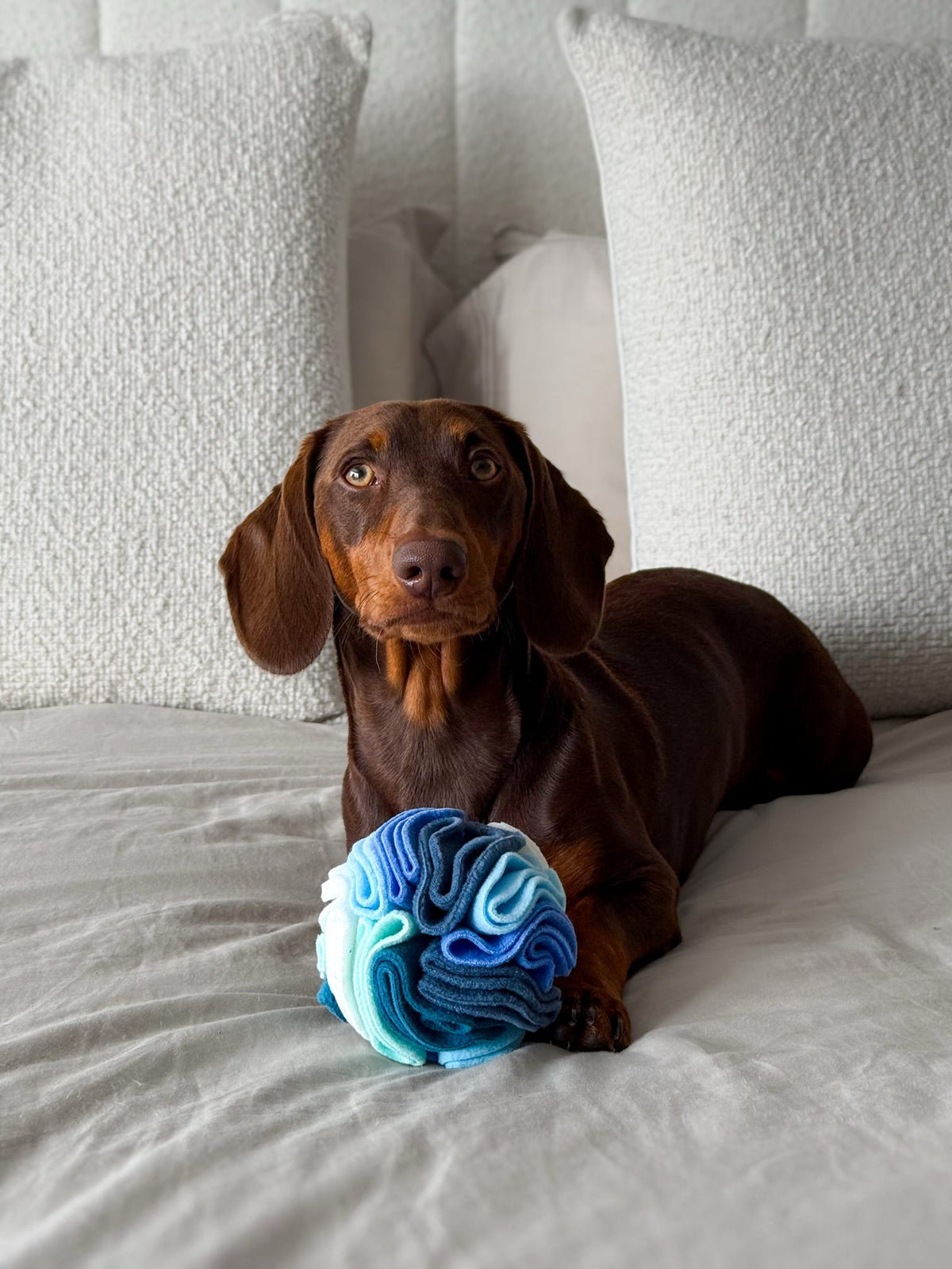 Milo, Nova Zeal brad representative, enjoying a Small Snuffle Ball enrichment toy in Cool colours.