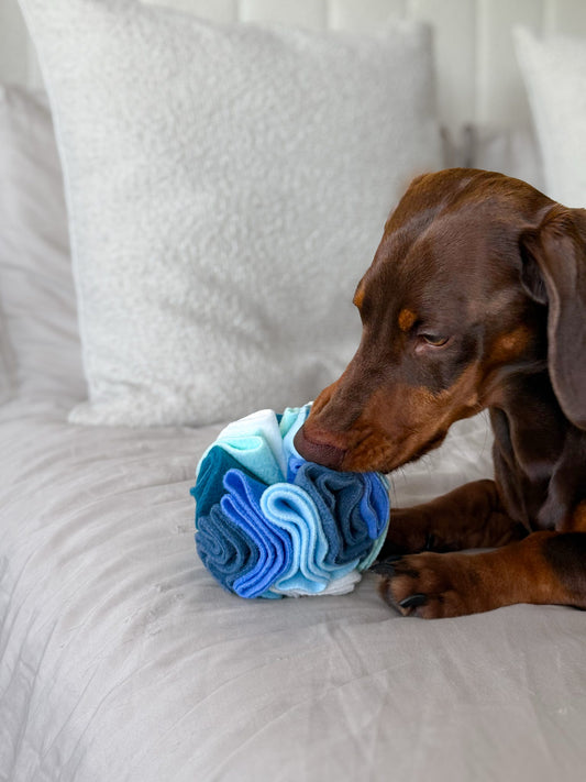 Milo the dachshund searching for treats inside a Small Cool Nova Zeal Snuffle Ball on a bed.