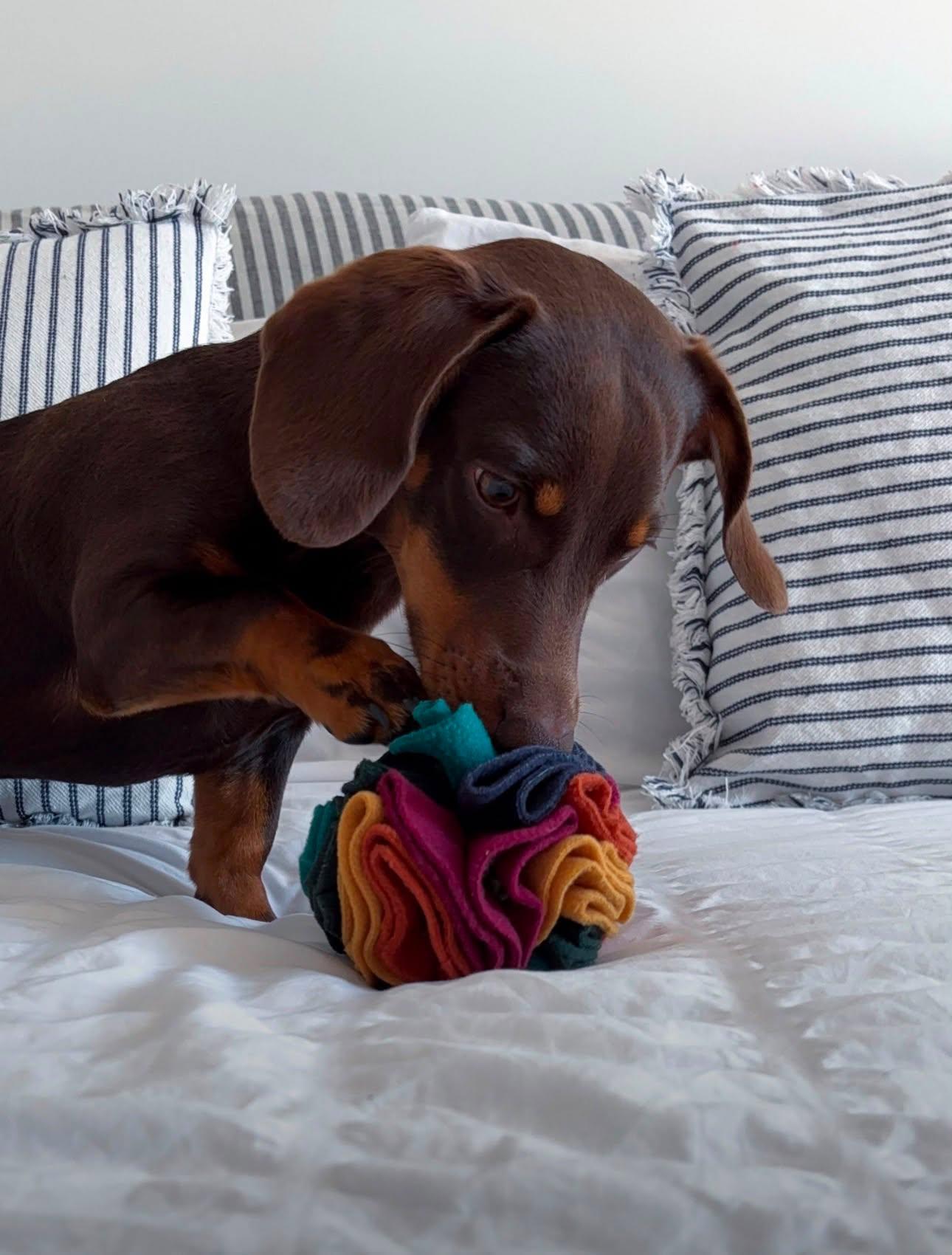 Murphy the dachshund enjoying a Small Snuffle Ball enrichment toy on a bed in the Warm design.
