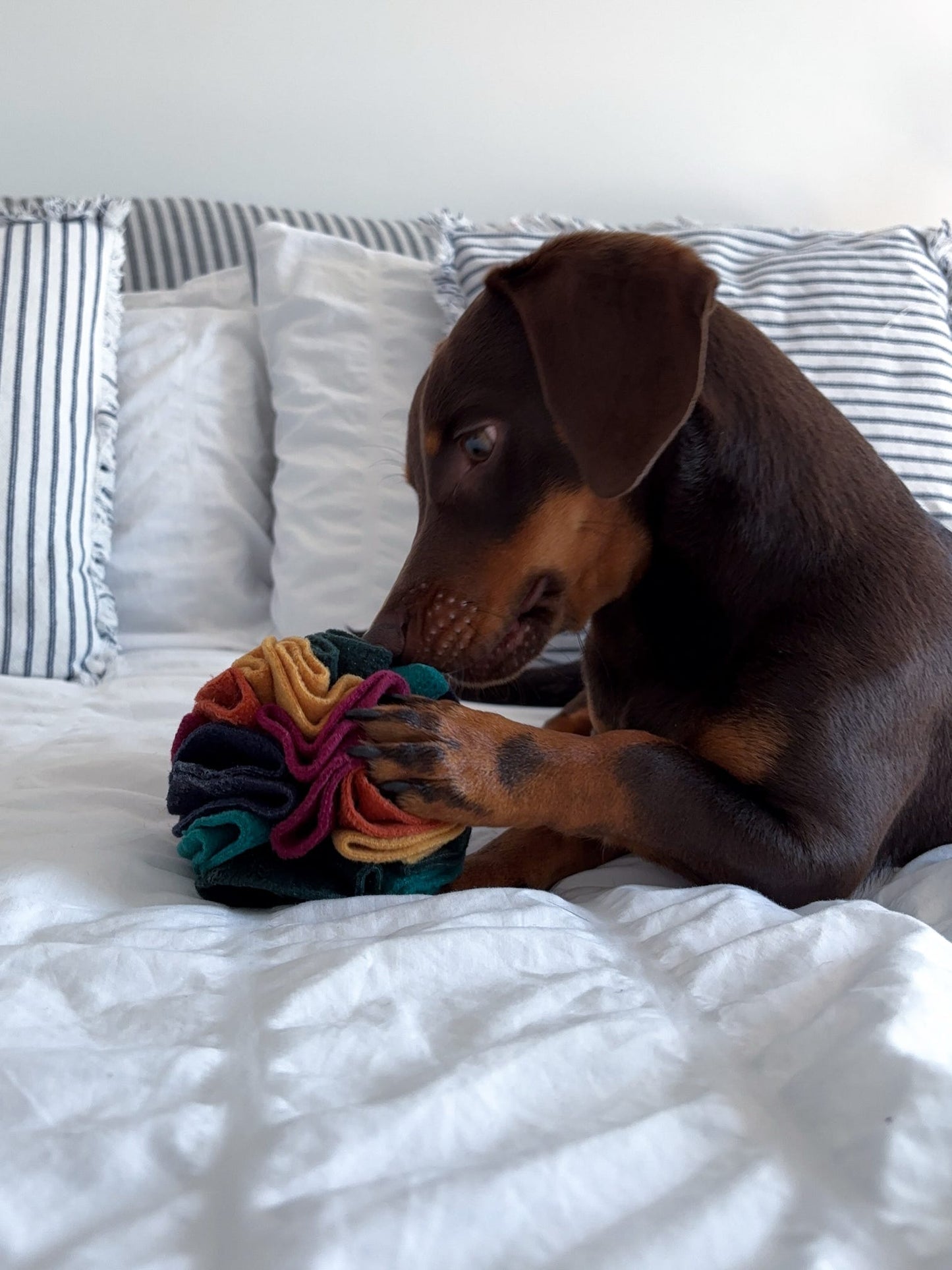 Murphy the dachshund using a Warm Snuffle Ball on a bed during a treat-searching enrichment activity.
