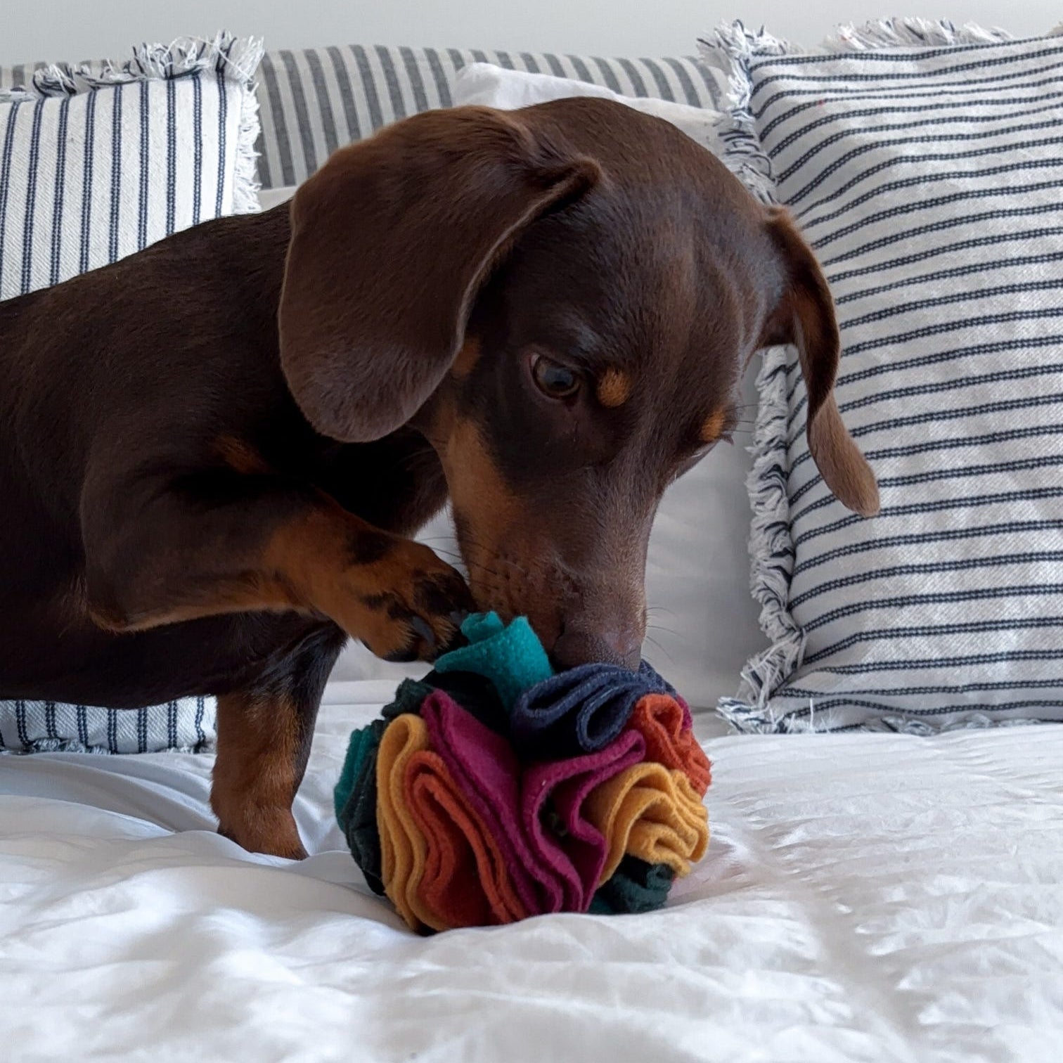 Murphy the dachshund using a colourful Nova Zeal Snuffle Ball filled with W'ZIS dog treats.