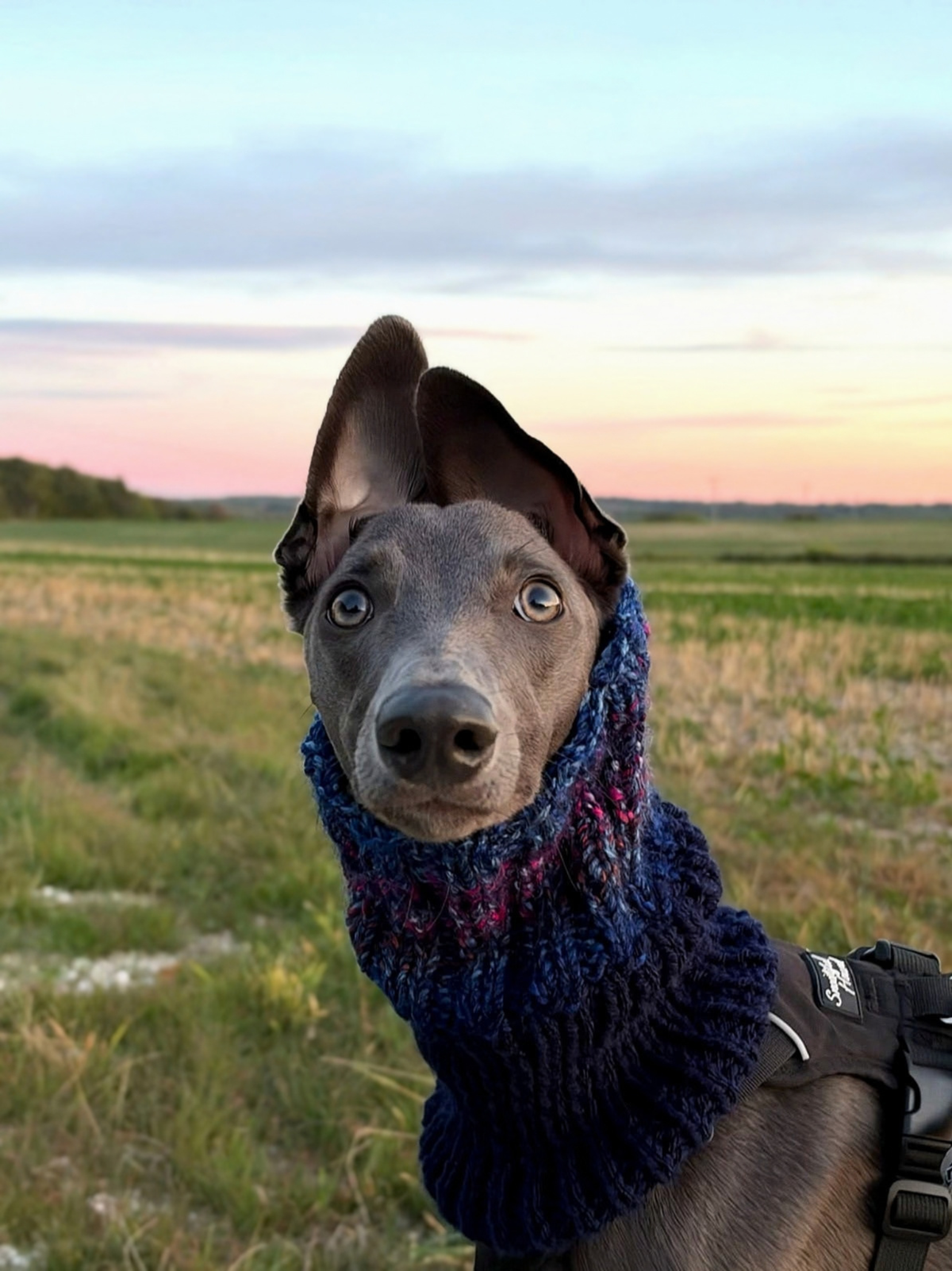 Grey sighthound looking towards the camera in a grassy field at sunset, wearing a navy, blue and purple knitted Night Sky dog snood pulled up around its ears.